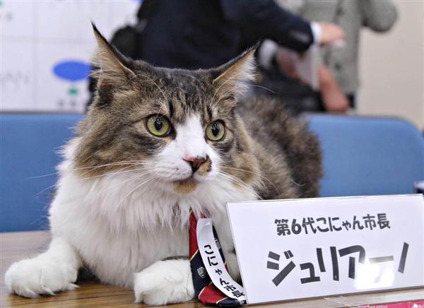 実は捨て猫だった 第６代こにゃん市長当選のジュリアーノの 数奇な運命 公約は動物愛護だにゃぁ 1 3ページ 産経ニュース