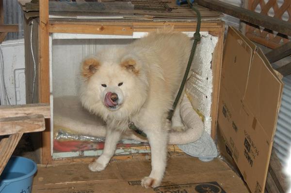 青森のブサかわ犬 わさお は育ての母の遺言を守った 記者の胸は熱くなった でも気になる今後 1 5ページ 産経ニュース