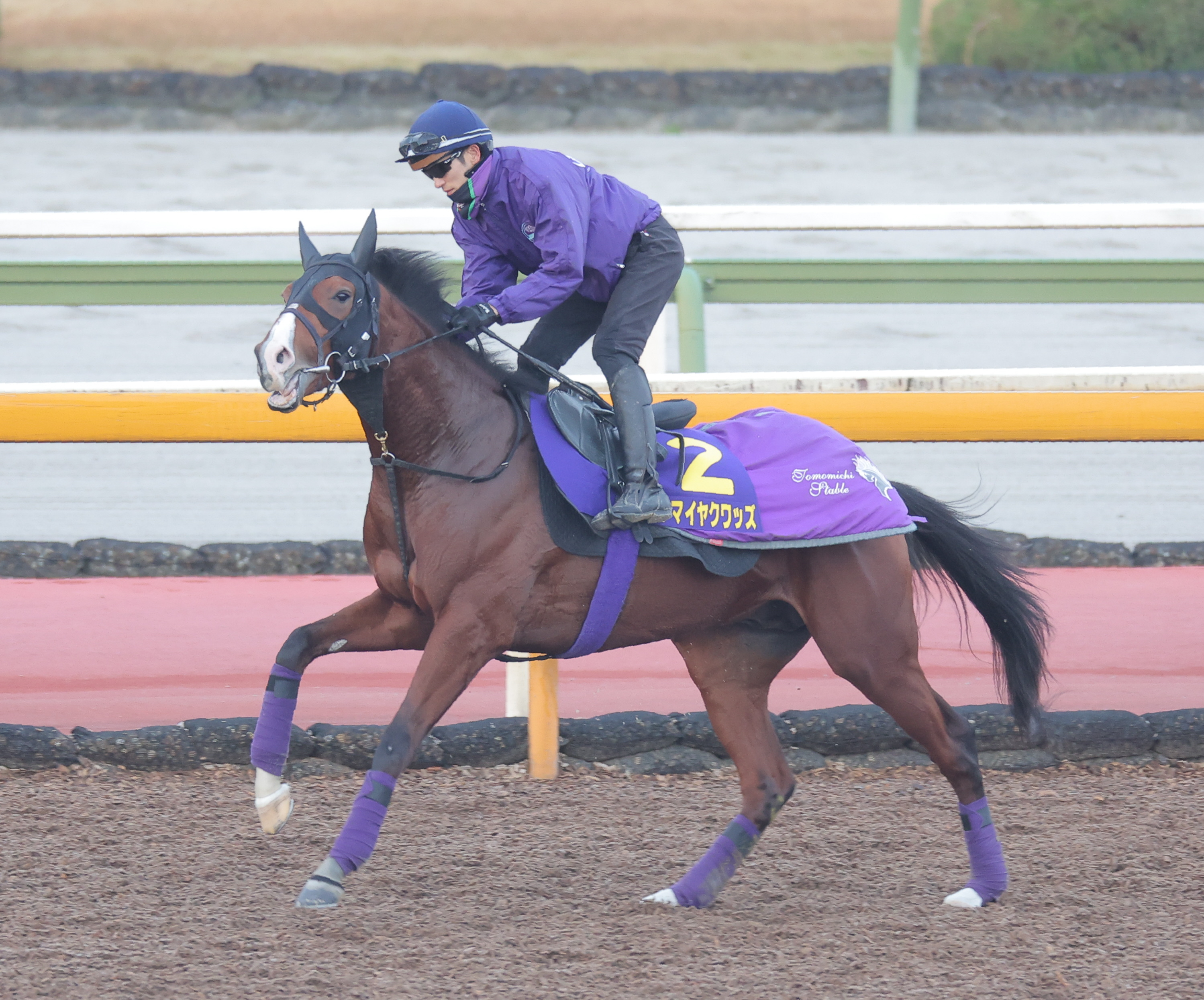 朝日杯FS 前日調整】アドマイヤクワッズ好ムード 大江助手「非常に充実