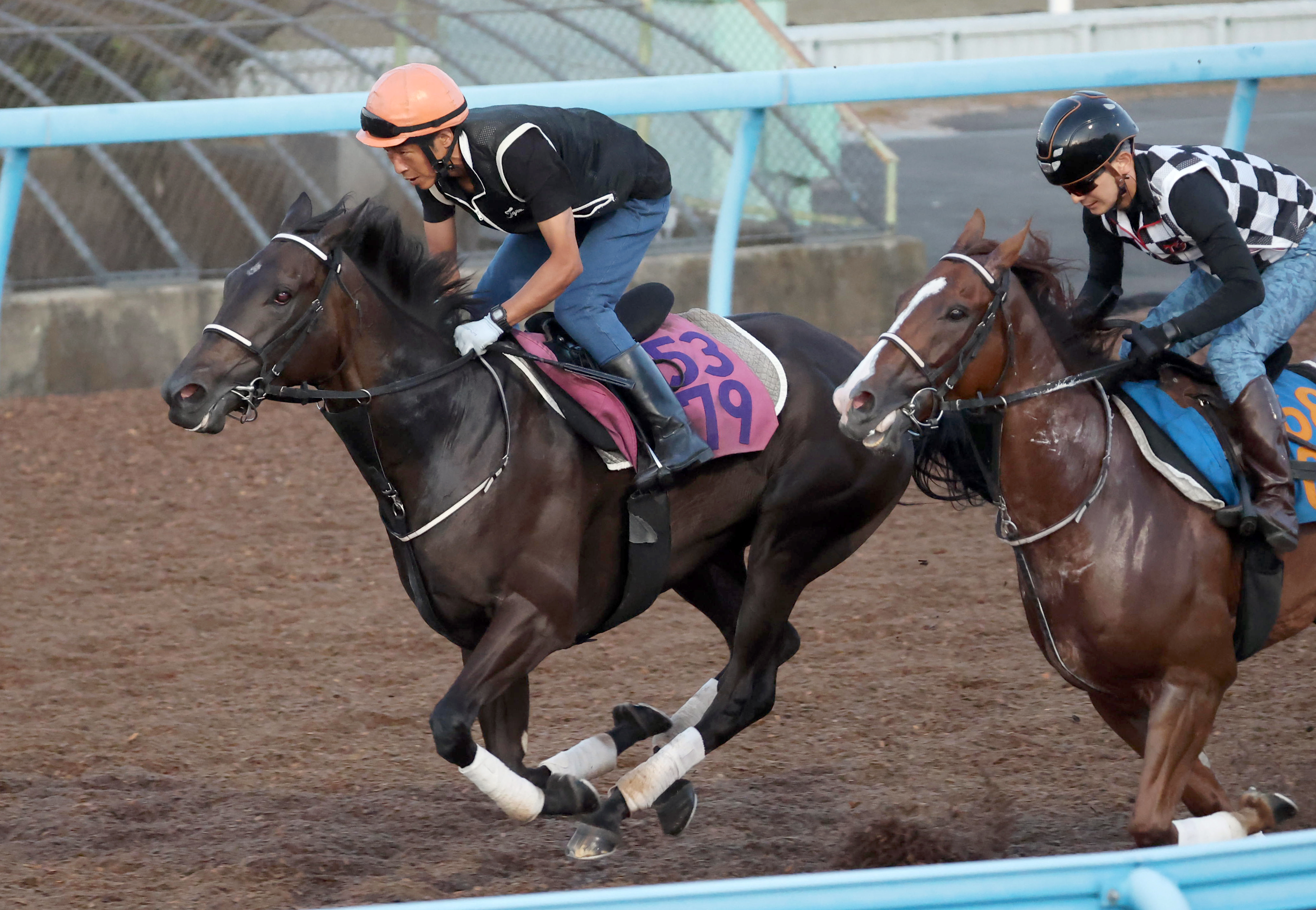 紫苑S 追い切り】テリオスララ美浦Wで気配上々11秒4 田島師