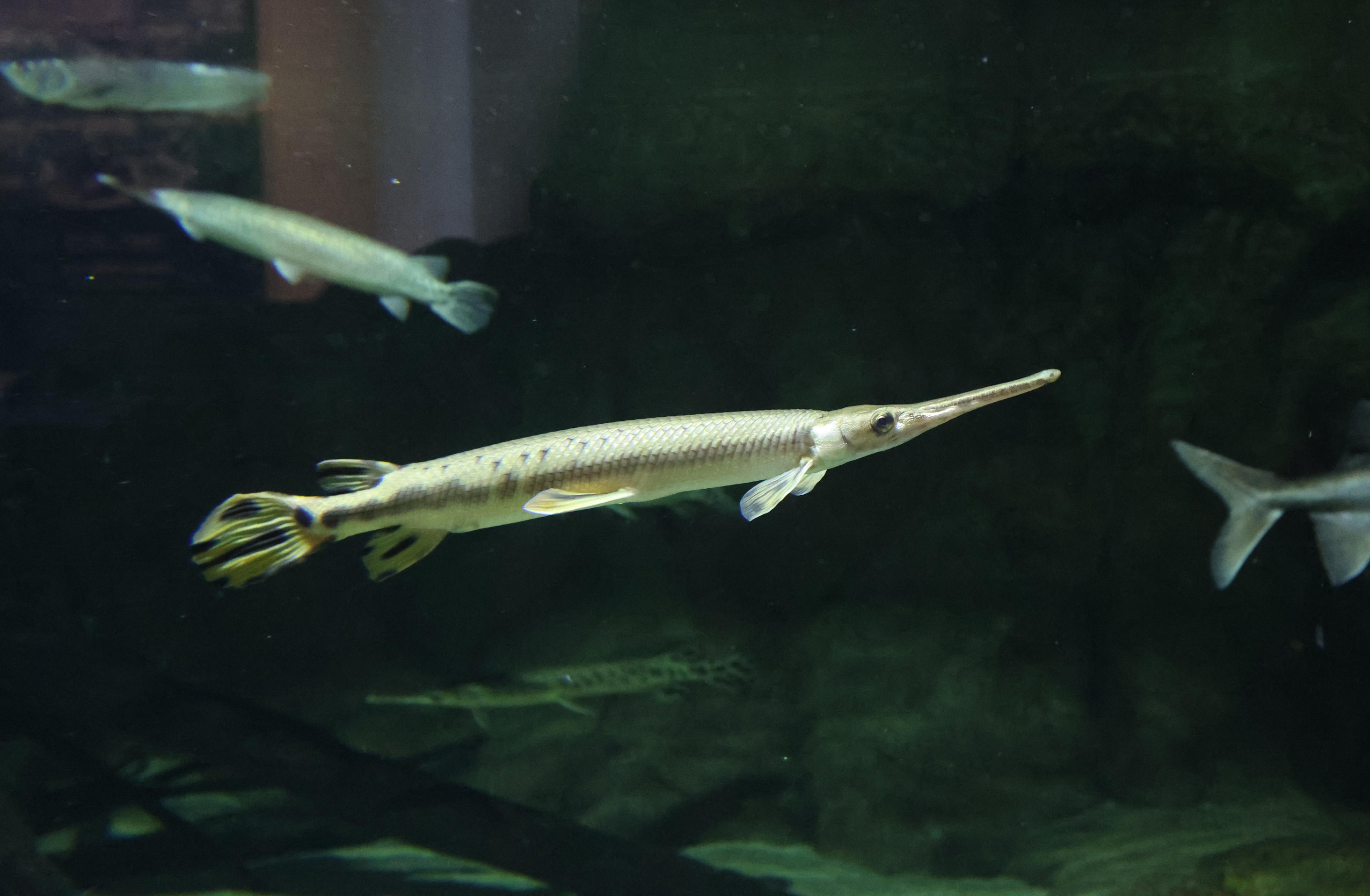 阪神大震災克服した強者 47歳〝高齢〟「ガーじぃ」はスマシー古参