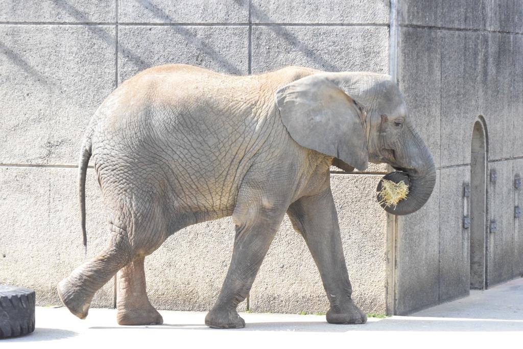 アフリカゾウに襲われ飼育員けが 愛媛県立とべ動物園 産経ニュース