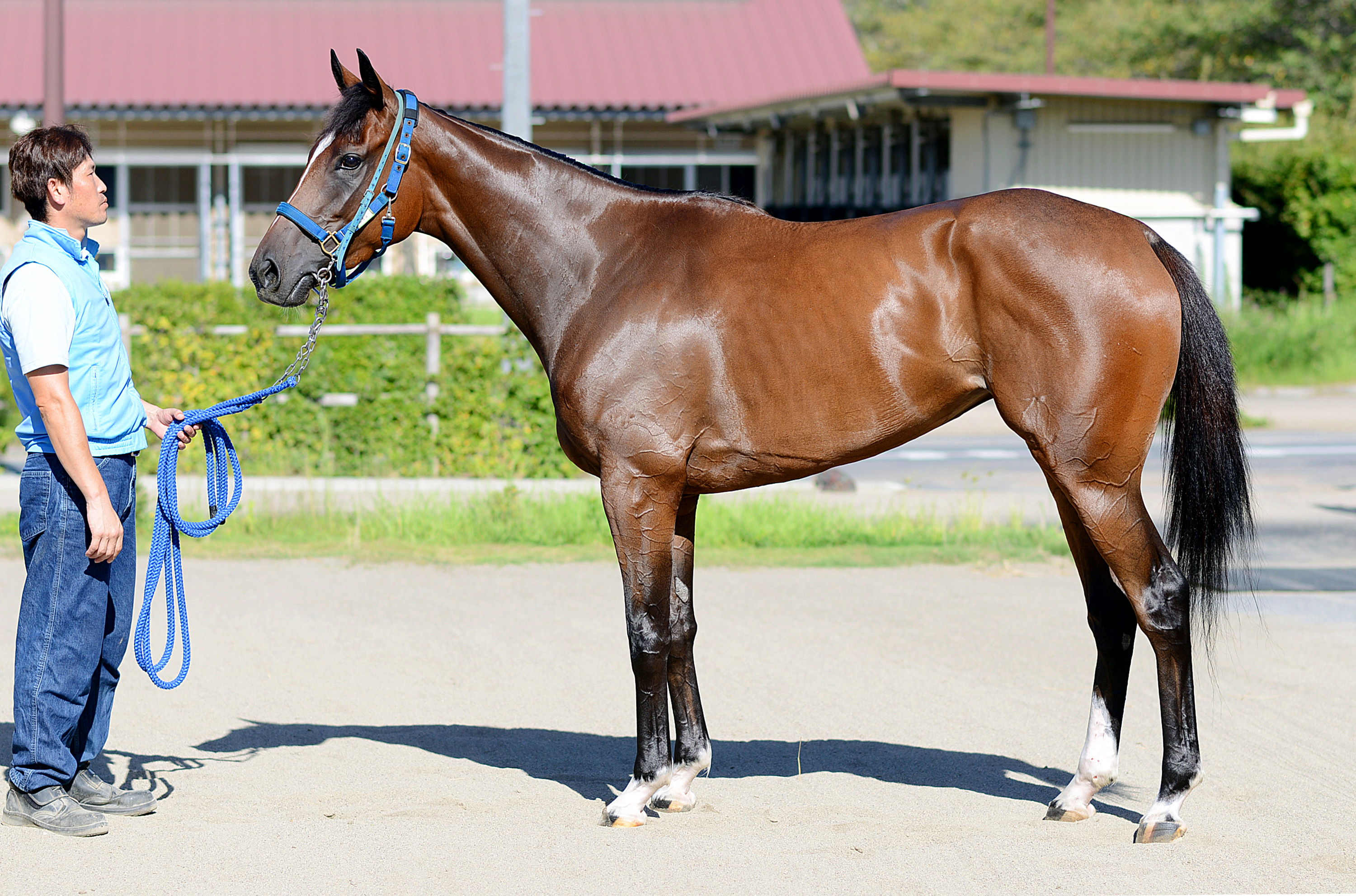 ７日栗東でモズカッチャンの息子など２２頭の２歳馬がゲート合格