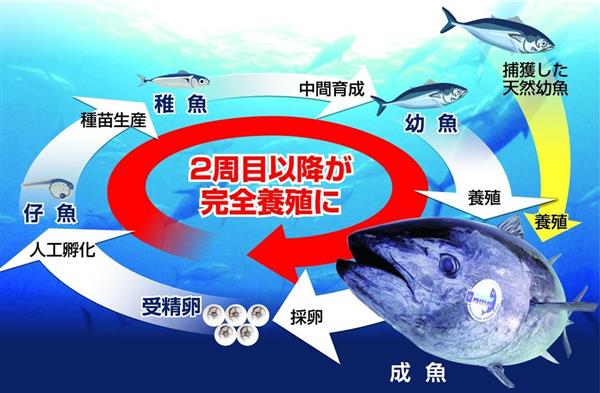 関西の力】食・生かす（2）「近大マグロ」大ヒットの理由 プロ指摘に