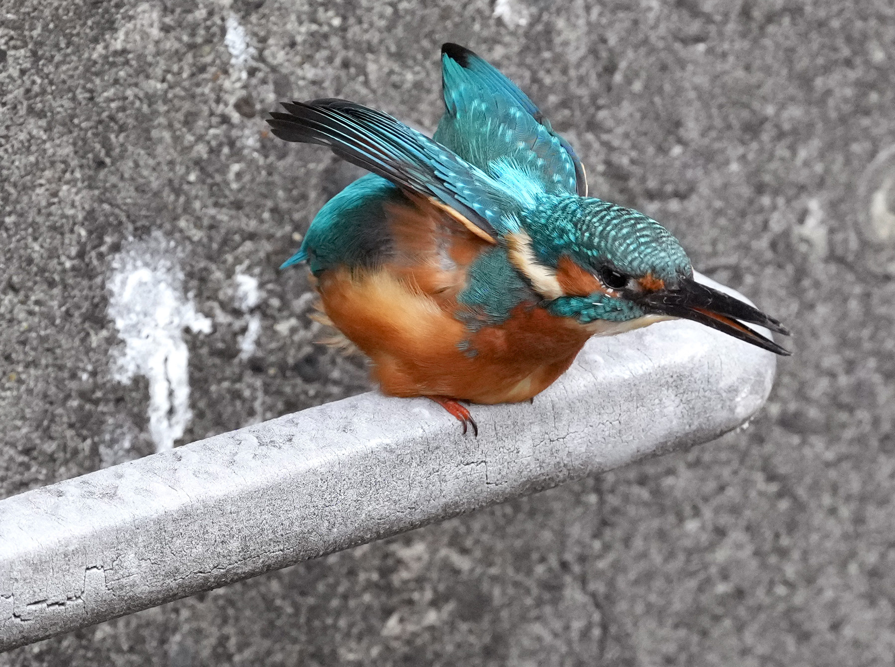 東京都心に戻った「清流の宝石」カワセミ コンクリートの川で輝く