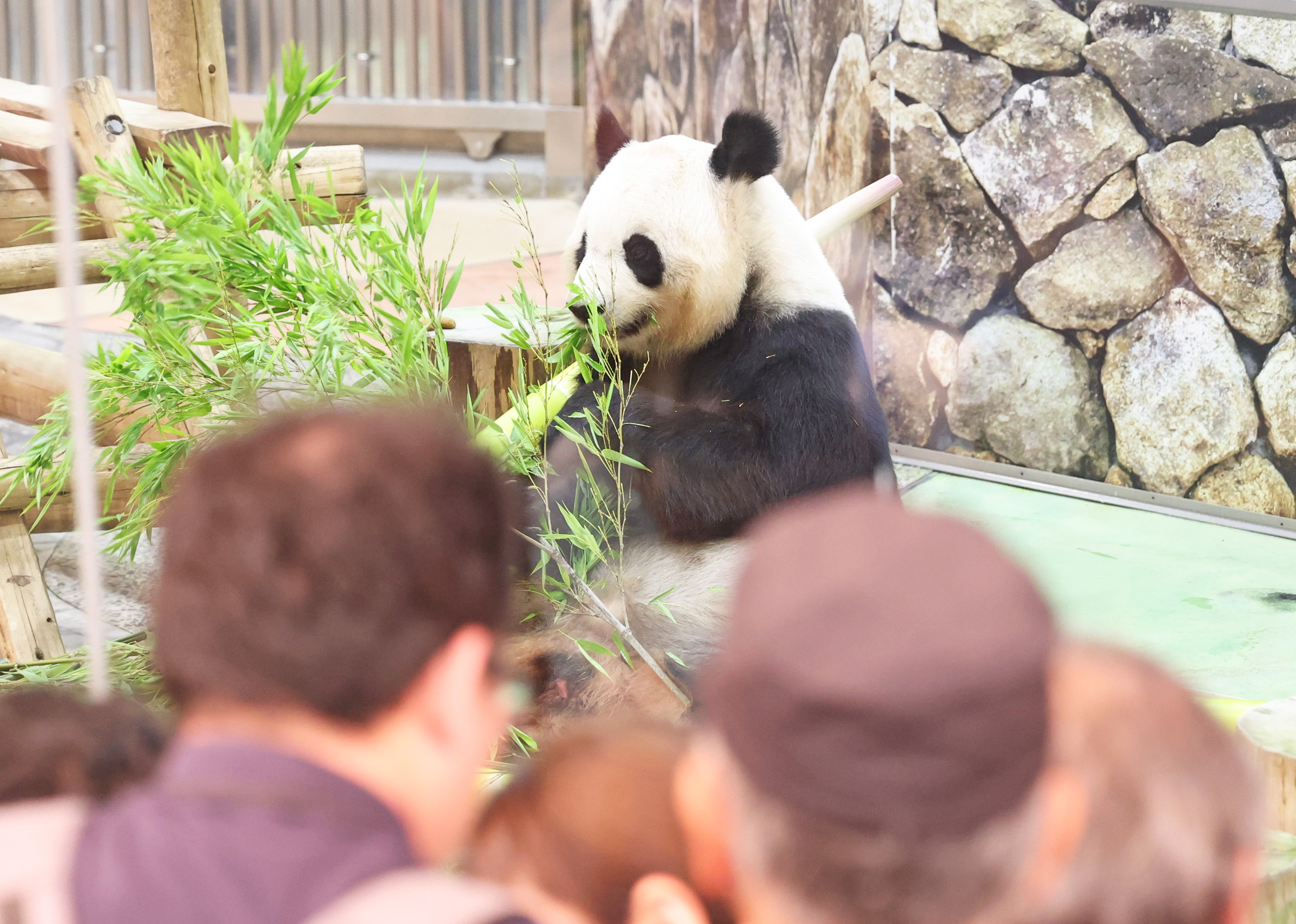 新品 パンダ 記念メダル/ 和歌山アドベンチャーワールド 4種セット/ 茶平工業 新品 パンダ 記念メダル/ 和歌山アドベンチャーワールド 4種セット/ 茶