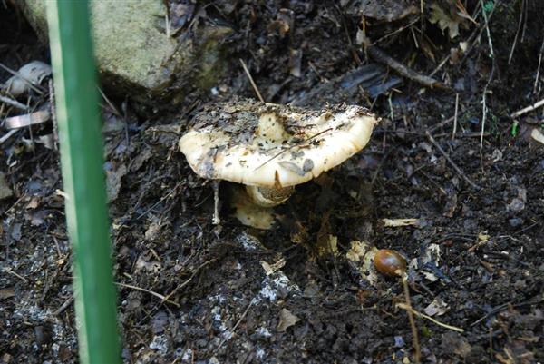秋の味覚の王様そっくりの「バカマツタケ」奈良県森林技術センターが