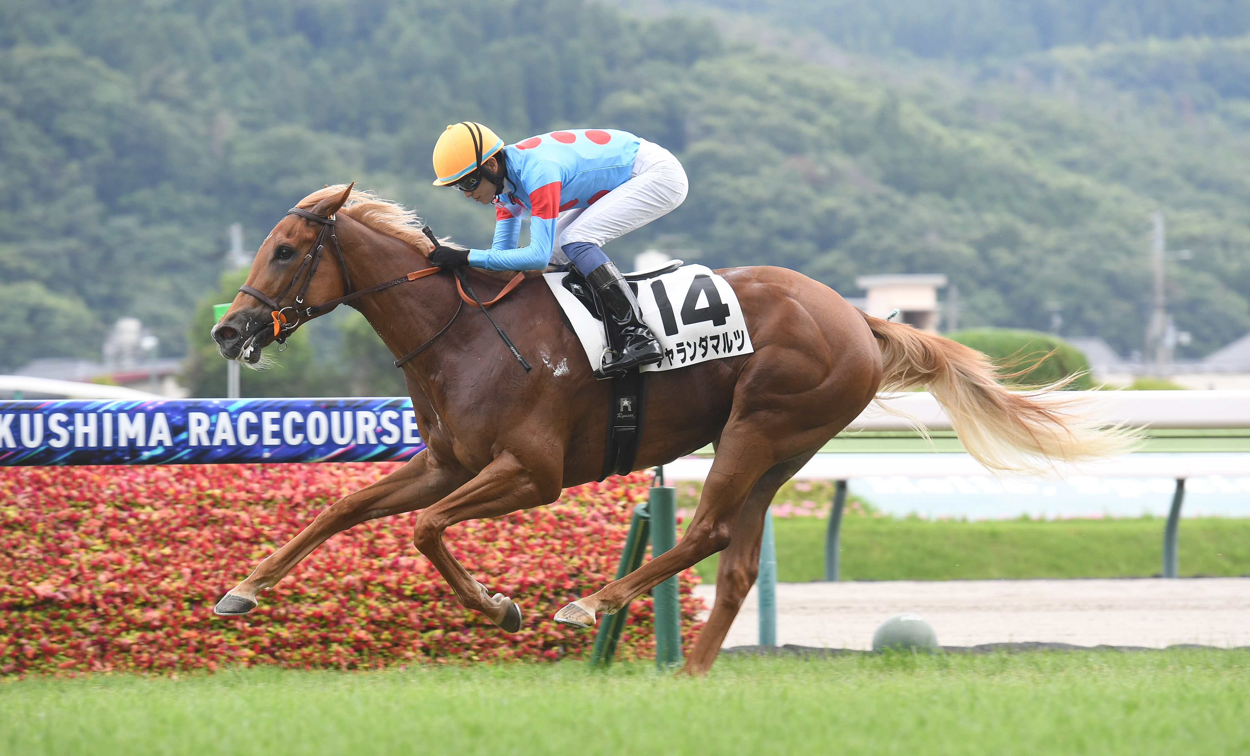 2歳新馬・福島6R】チャランダマルツ早め先頭から突き放す 坂井瑠星騎手