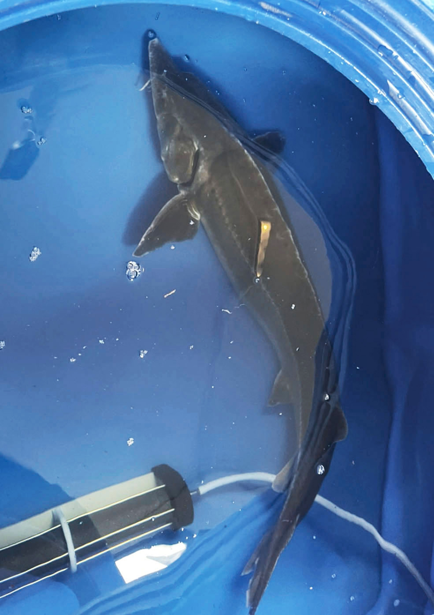 琵琶湖に外来種 チョウザメ ペット巨大化し放流か 産経ニュース