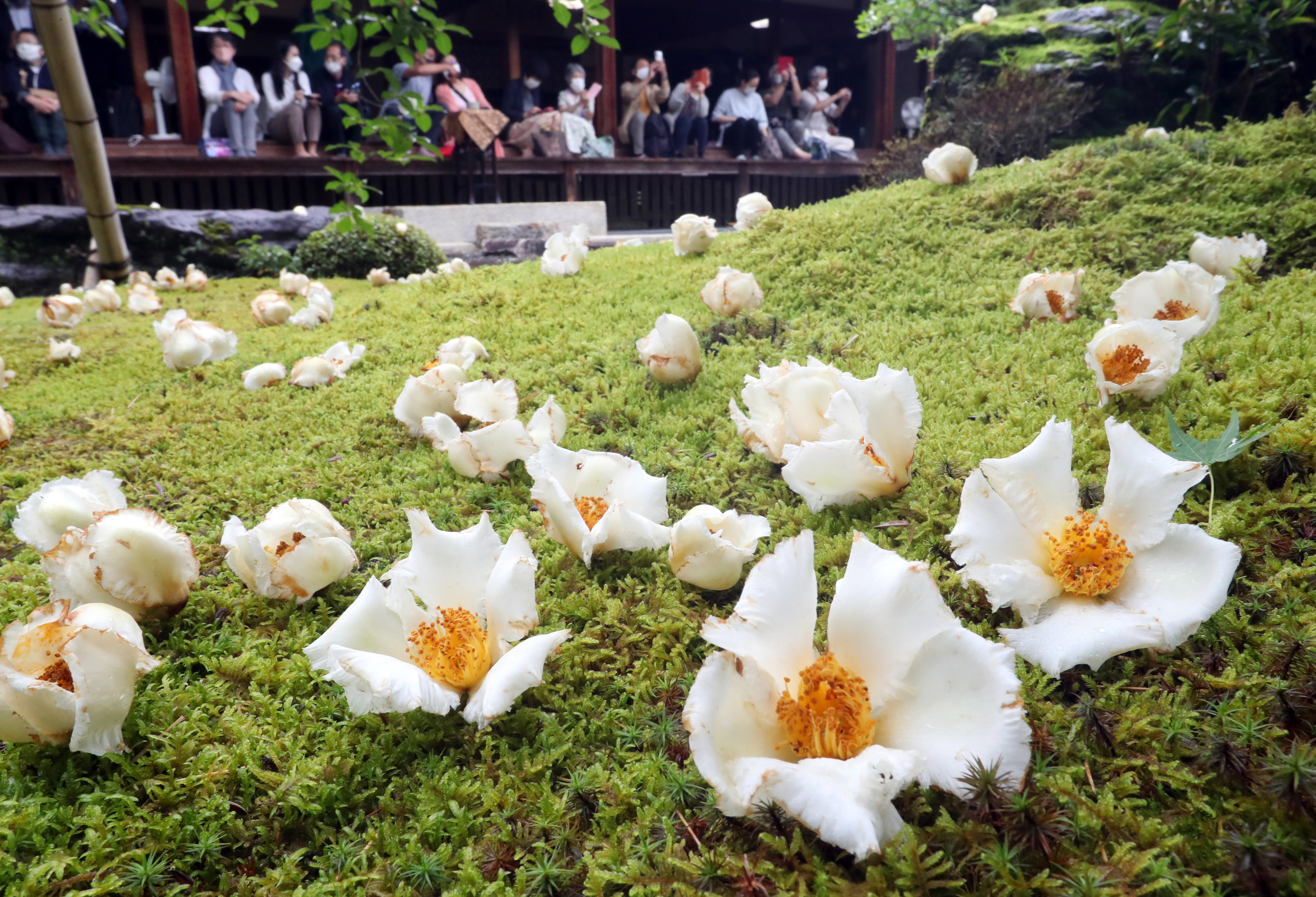 沙羅双樹の花 見頃迎える 京都 東林院 産経ニュース