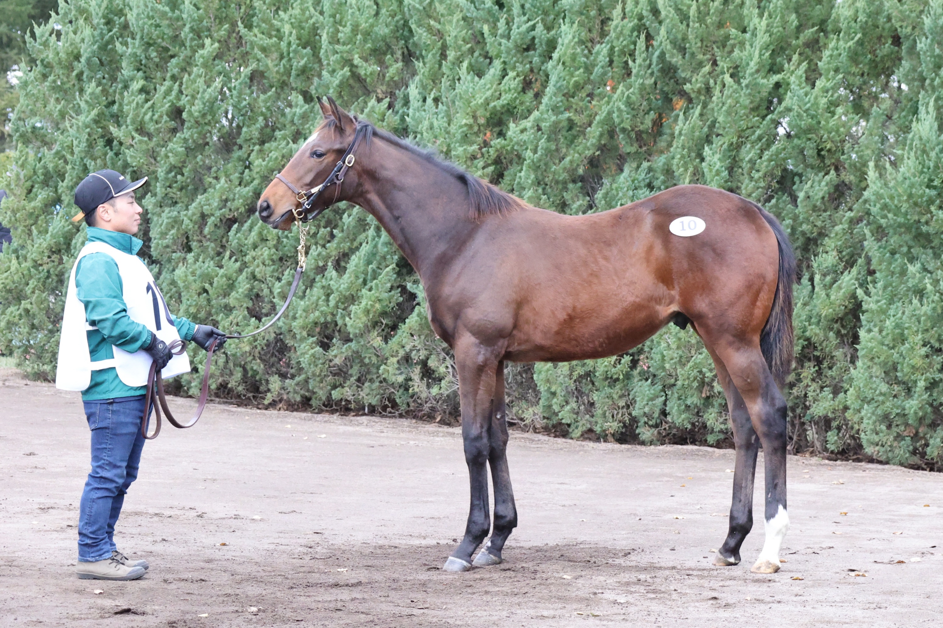 ミックスセール・当歳】シンザン記念Vリラエンブレムの半弟がセール