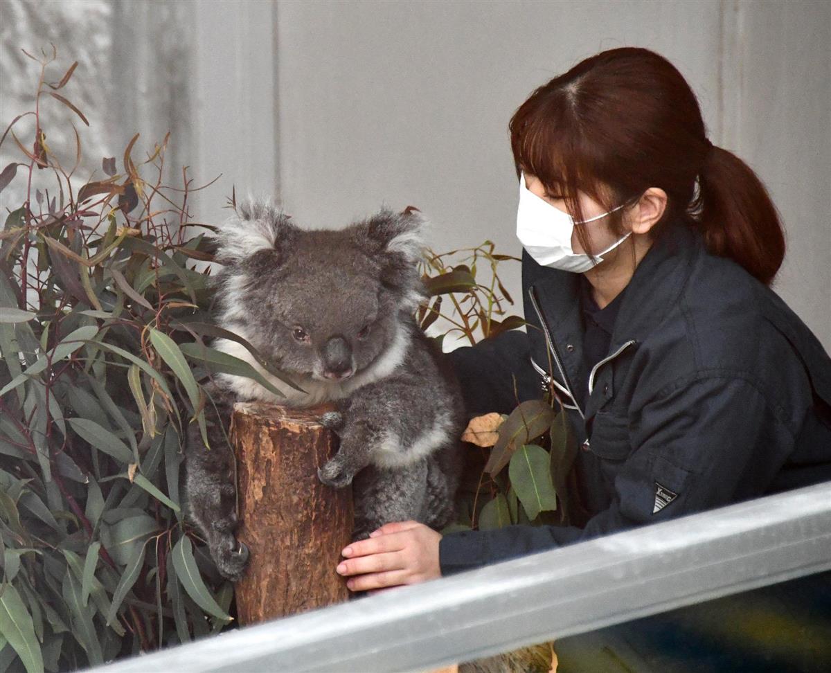 信頼】 ポストカード コアラ みどり イングランドの丘 動物 動物写真 自然 かわいい discoversvg.com