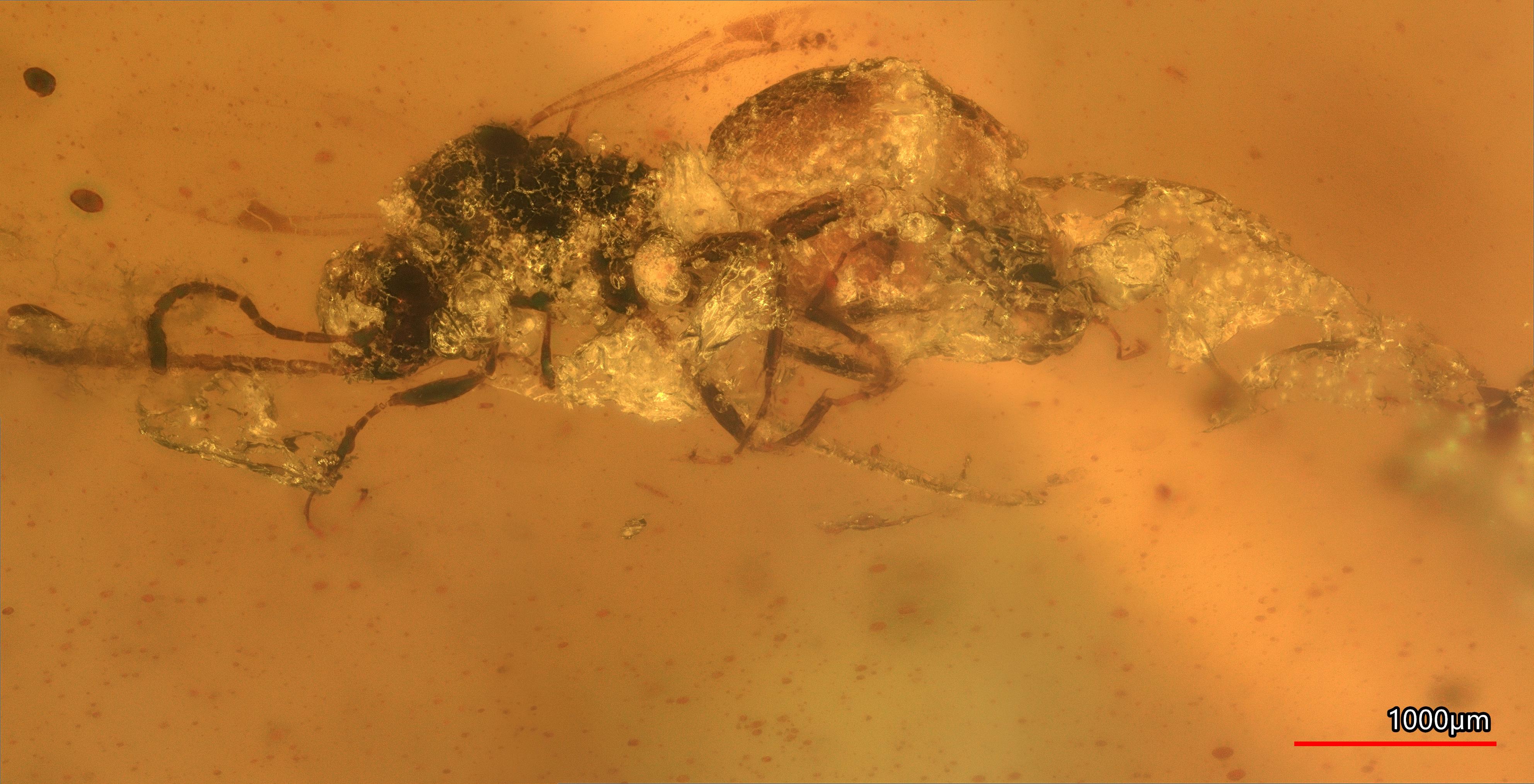 化石の入った「1億年前の琥珀」、北海道で大量発見 - ナゾロジー 早い