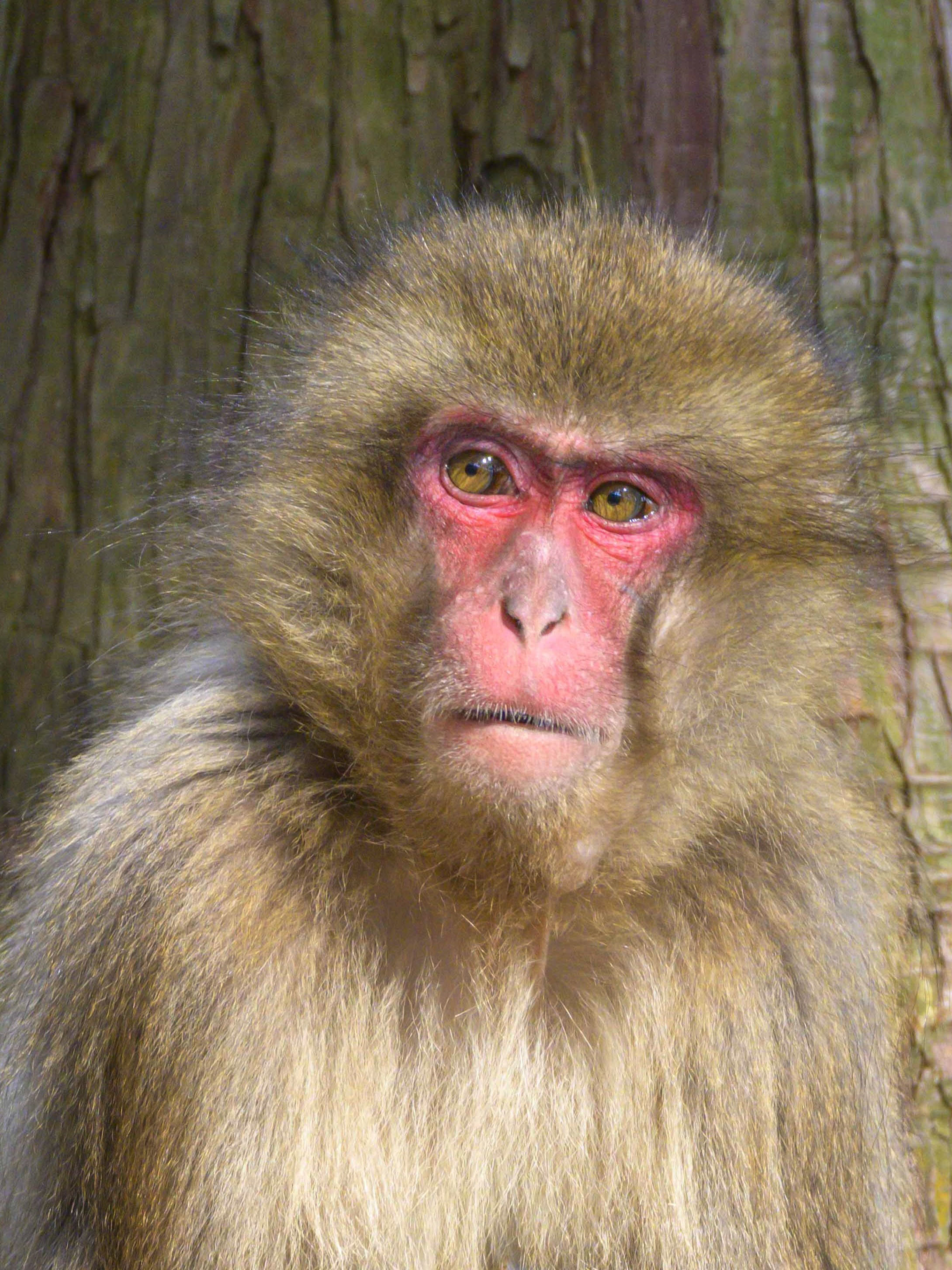 総選挙優勝は雌の「ミラクル」 大分・高崎山自然動物園のニホンザル