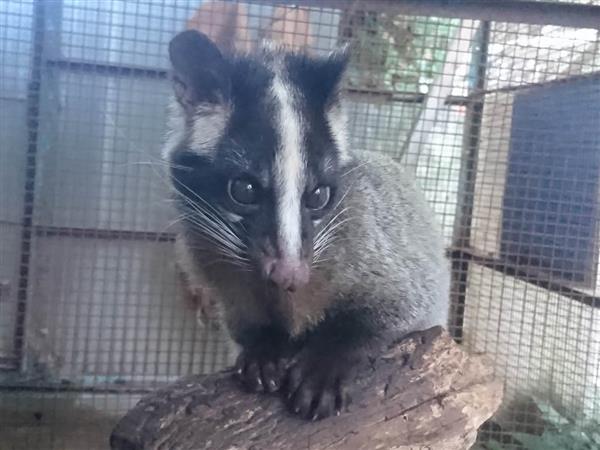 飼育員日誌 須坂市動物園 ハクビシンの シン 気を配り飼育 やっとひとり立ち 産経ニュース