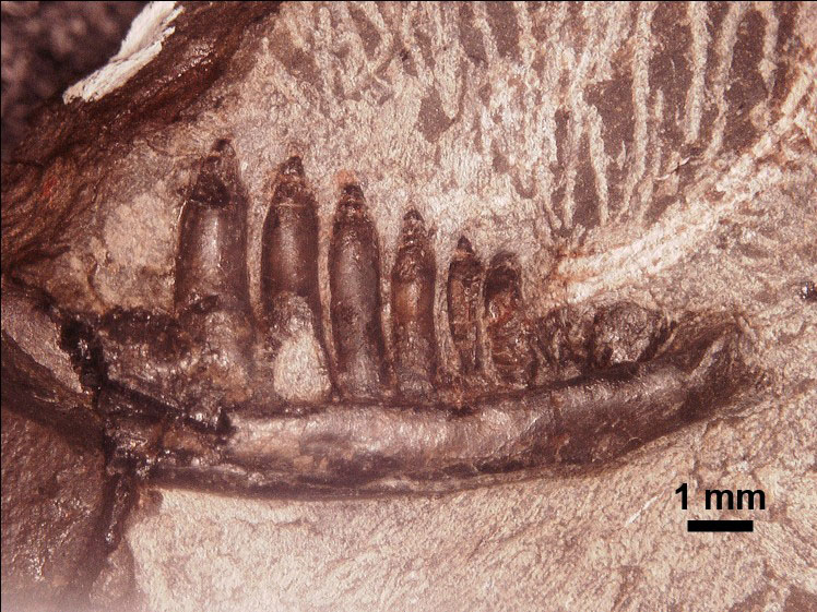 日本最古級、1億3000万年前のトカゲ類化石発見 徳島、新種の可能性