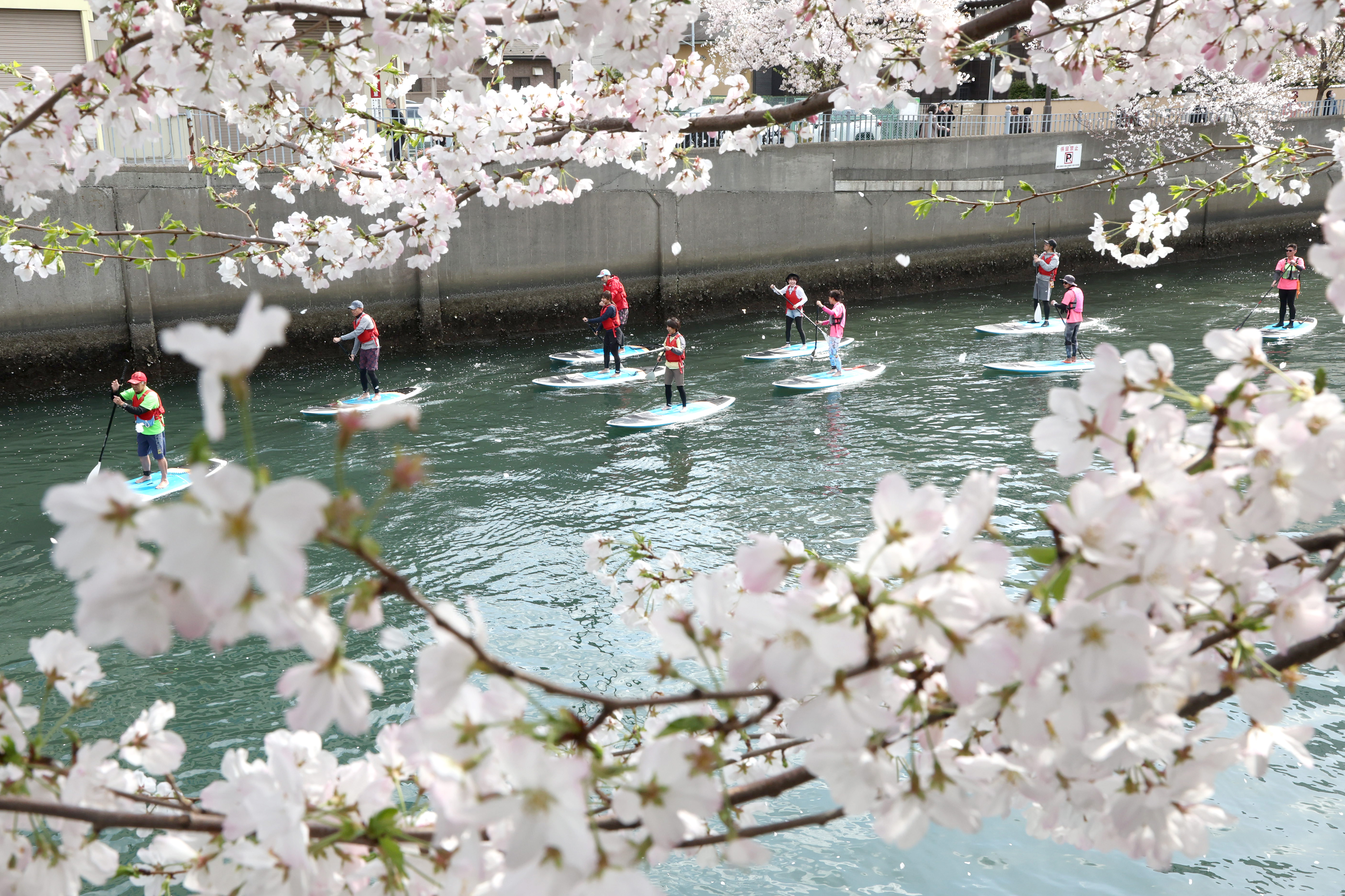 動画】水上から優雅にお花見、SUPや屋形船に乗って 横浜・大岡川で桜が