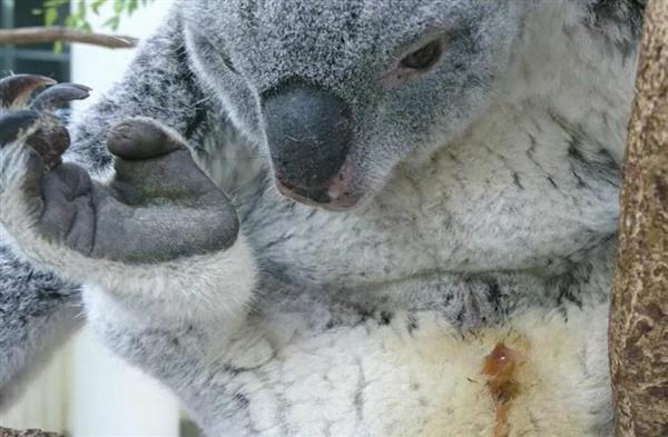 コアラの赤ちゃん誕生の瞬間 国内初の鮮明な動画撮影に成功 埼玉県こども動物自然公園 1 2ページ 産経ニュース