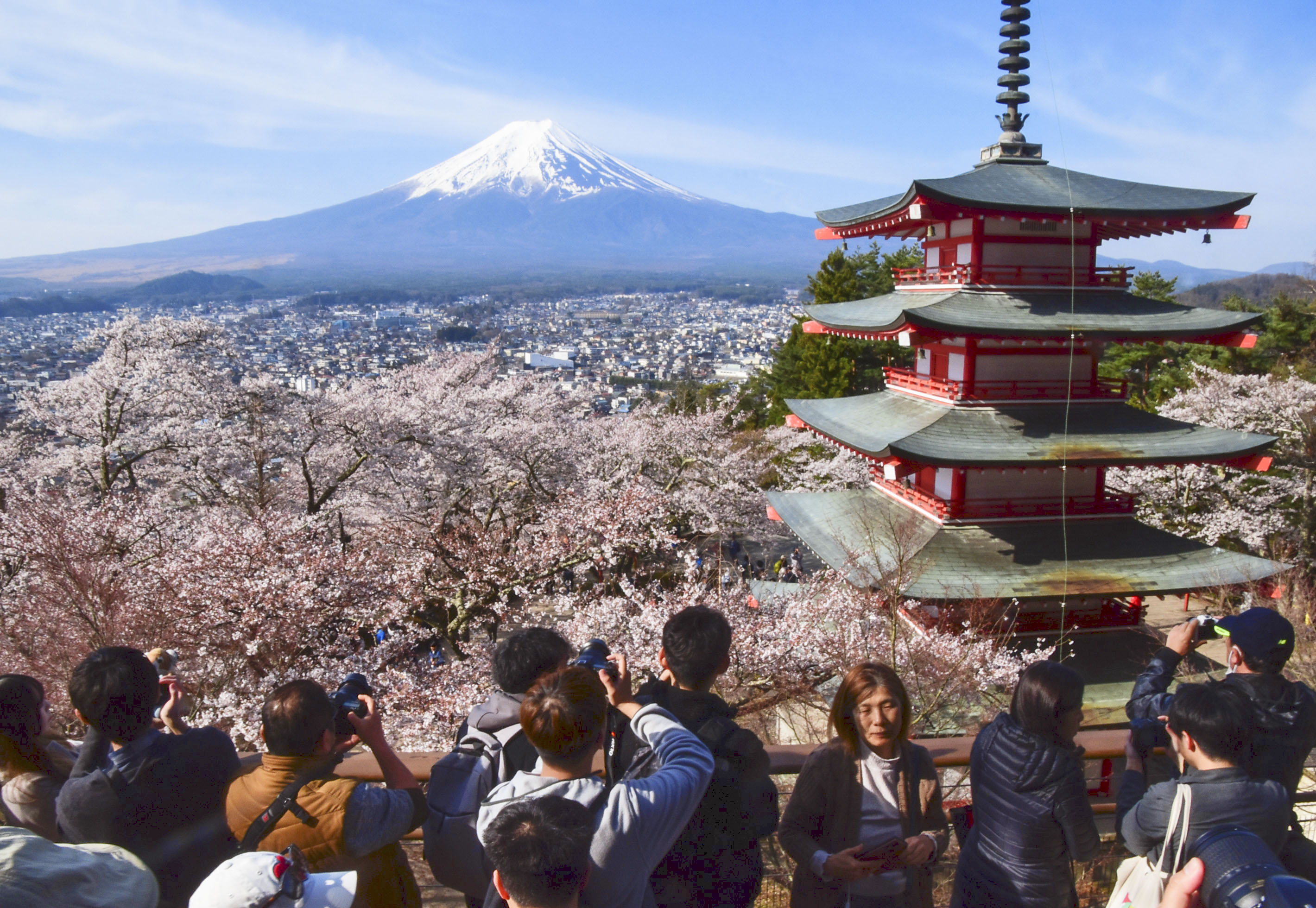 富士山、五重塔、満開の桜 絶景は１時間半待ち、山梨・富士吉田 - 産経