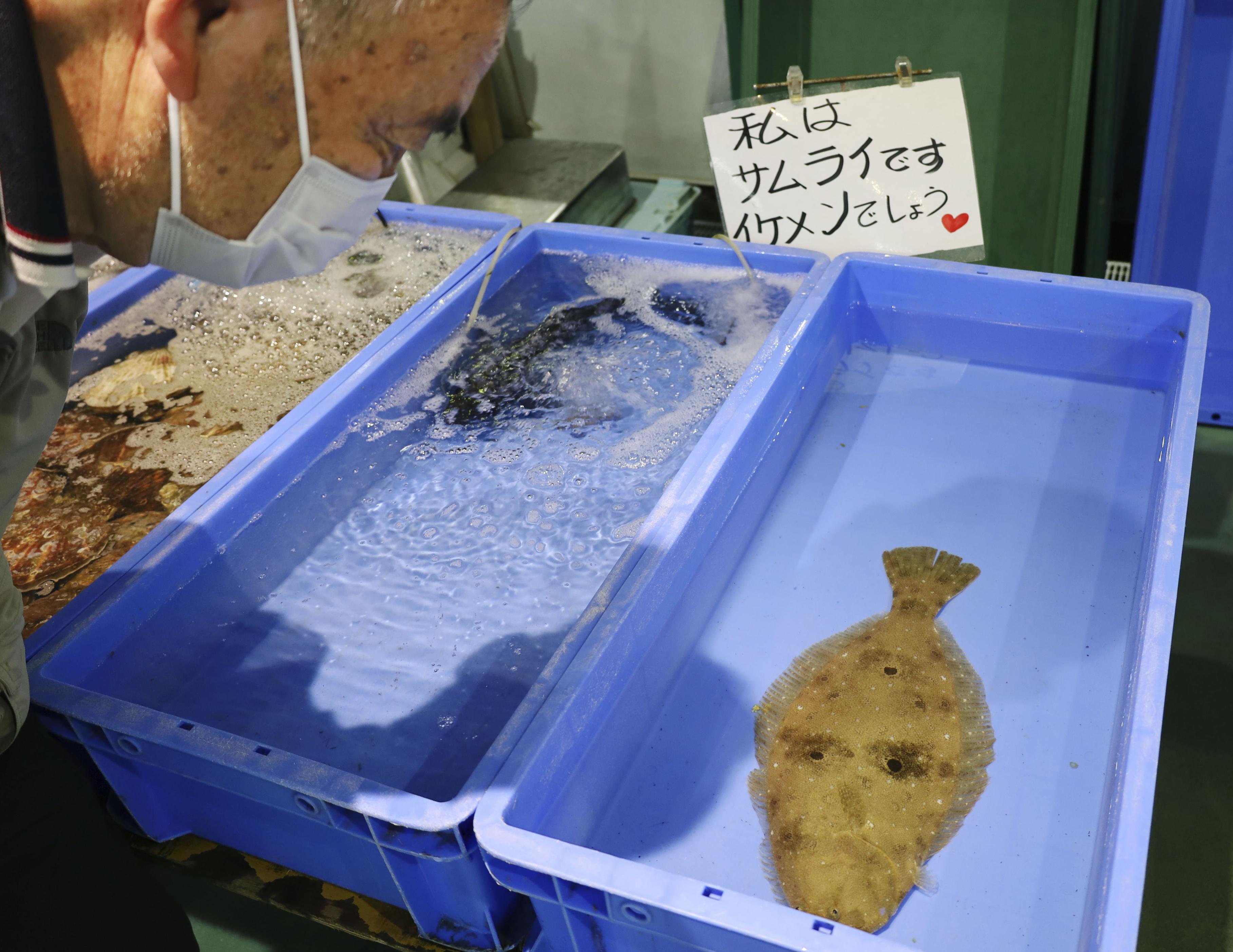 ちょんまげ姿の侍⁈ 釜石の鮮魚店に〝人面ヒラメ〟 - 産経ニュース