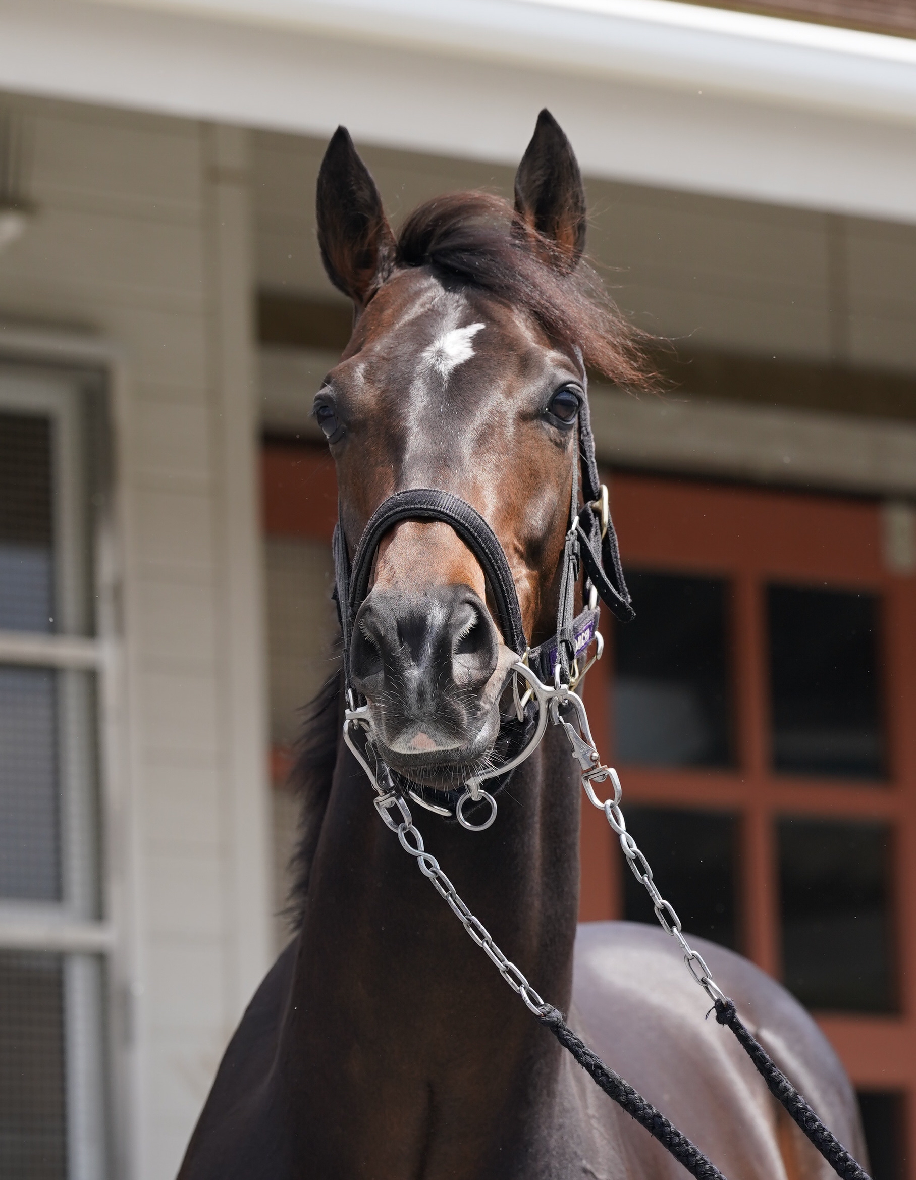 安田記念】SUPER EIGHT安田章大は〝かっこええ〟体のジュンブロッサム