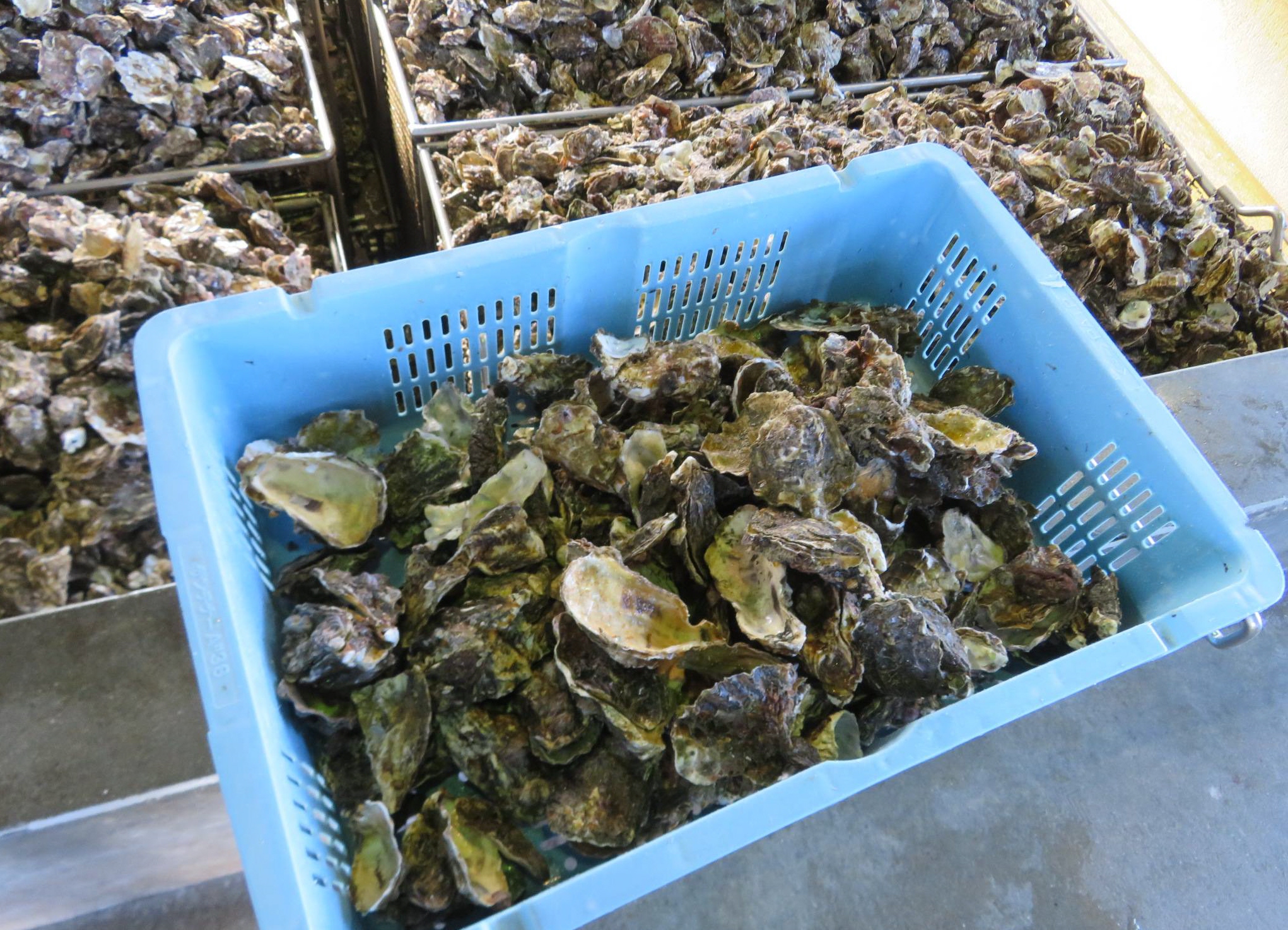 瀬戸内の養殖カキ大量死は「激甚災害級」 広島の被害は300億円、猛暑で