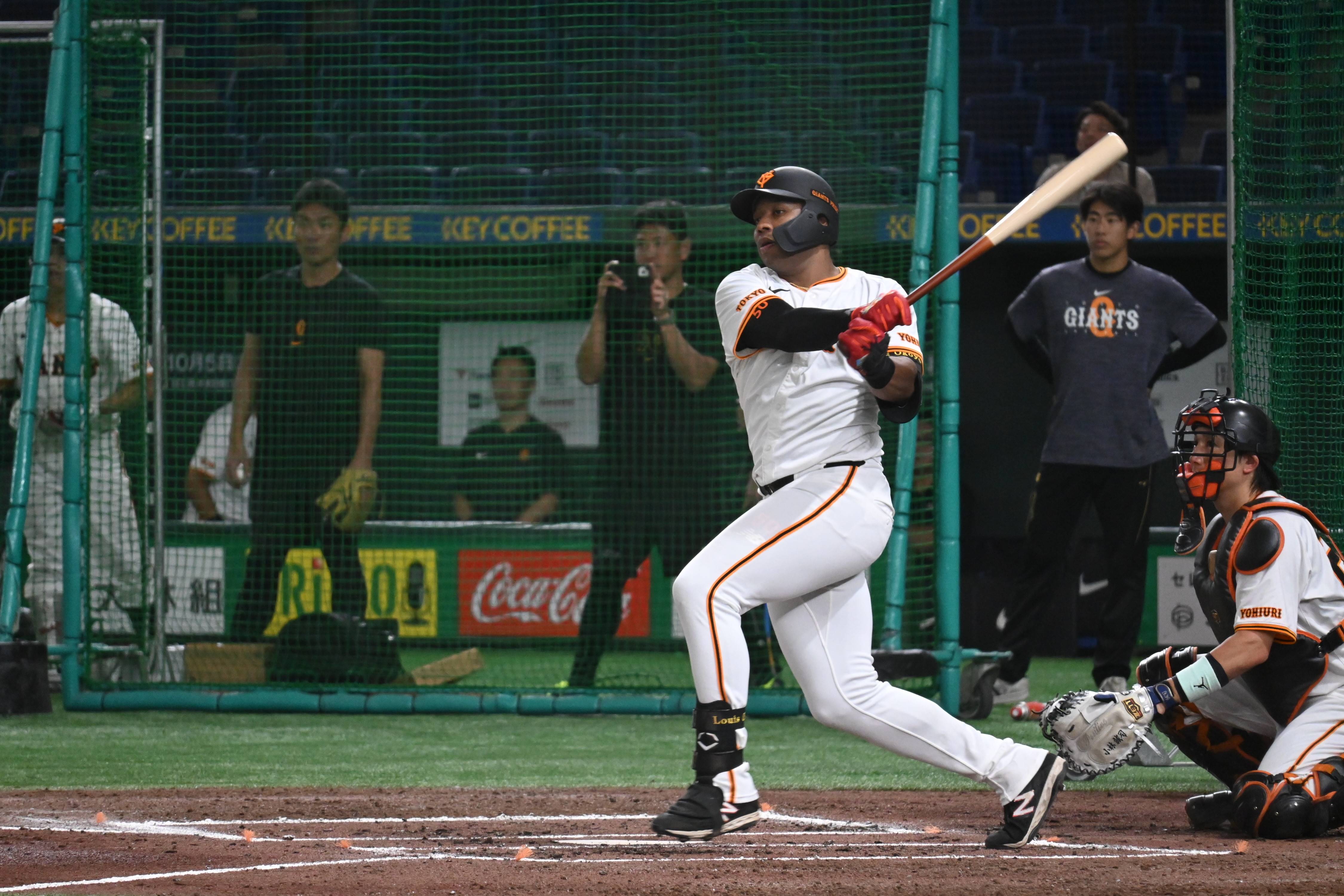 ［球幅約18cm］特大ブーファン・ハエマンソイデス　発根済　現地球　超選抜済 球幅約18cm］特大ブーファン・ハエマンソイデス 発根済 現地球 超選抜