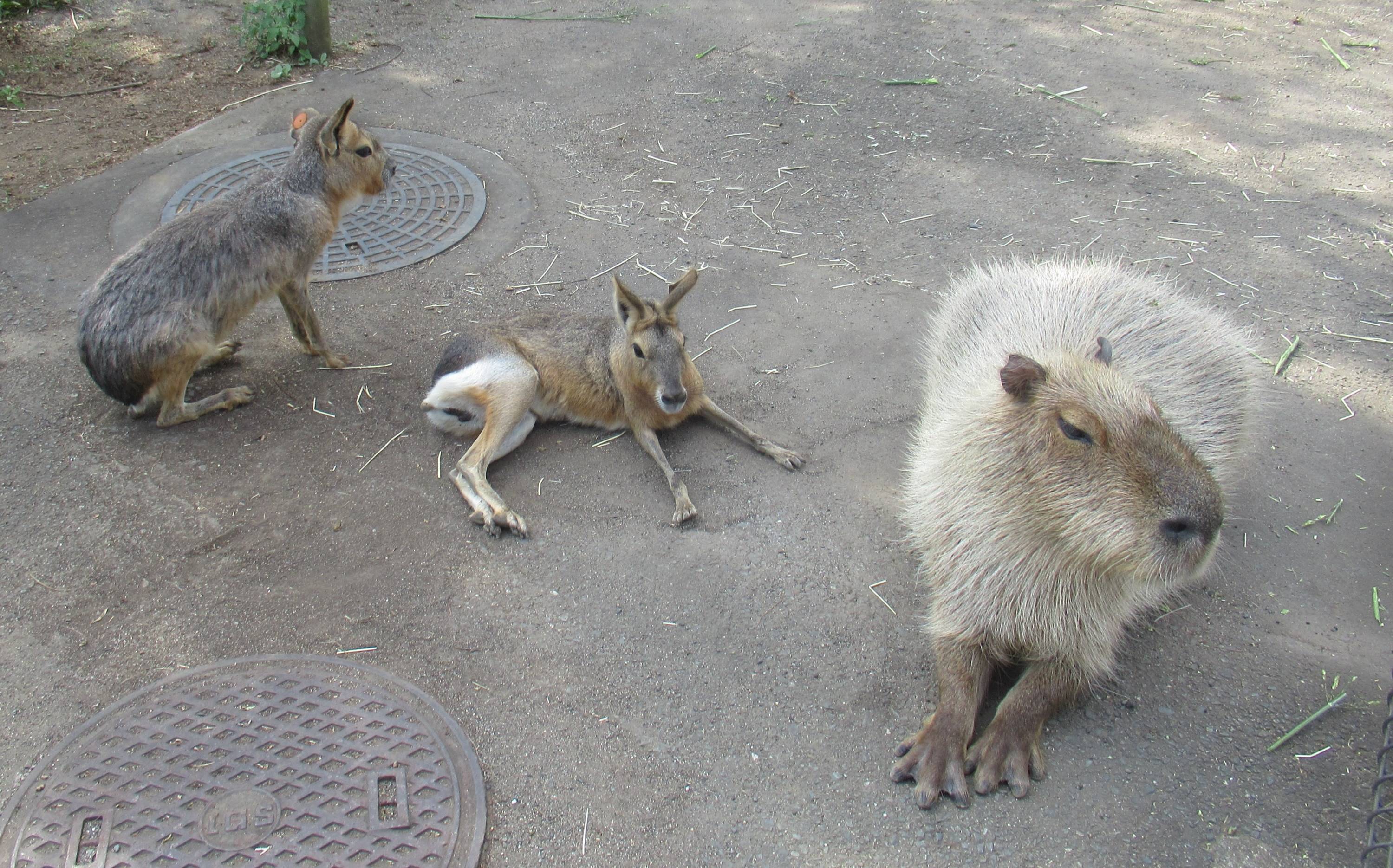 よかっぺ飼育日記】本当は温泉と無縁のカビパラ 日立市かみね動物園