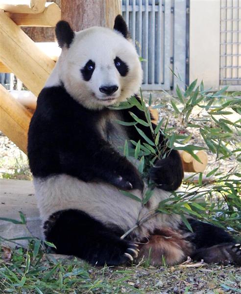 神戸のパンダにもパートナーを 王子動物園、中国からの貸与 外交からみ