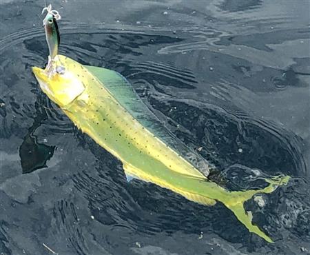 悪条件も大満足 メーターシイラ 船上は笑顔と歓声 1 3ページ サンスポ