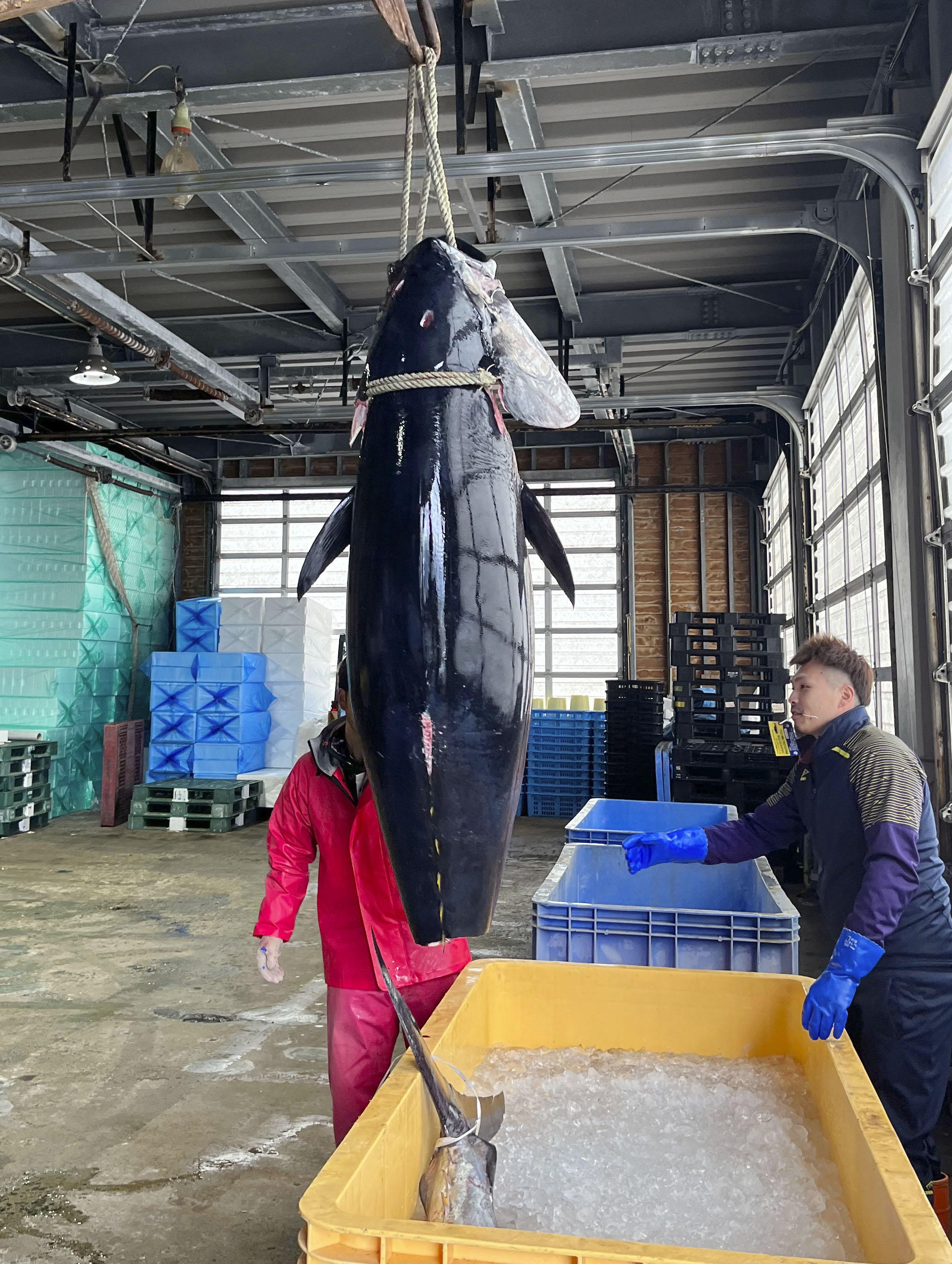 マグロ最高値「うれしい」 青森・大間の漁師 - サンスポ