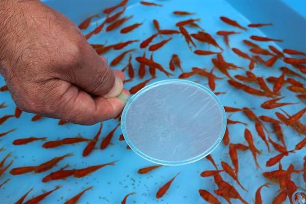 関西の議論 金魚すくいは ポイ で決まる 3分間で78匹の名人に学ぶ極意 1 4ページ 産経ニュース 関西の議論 金魚すくいは ポイ で決まる 3分間で78匹の名人に学ぶ極意 1 4ページ 産経ニュース