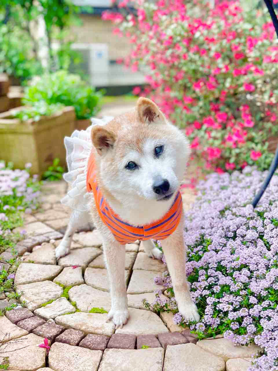 柴犬「かぼす」を世界が追悼 仮想通貨ロゴで有名に 「こんなに幸せな犬いない」 - 産経ニュース