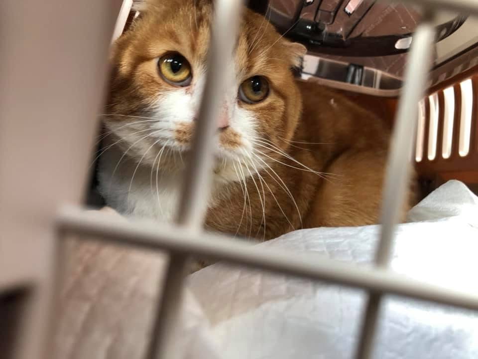 飼い主を屋根で待ち続けた忠猫「くーちゃん」 鳴き声が訴えかける最期