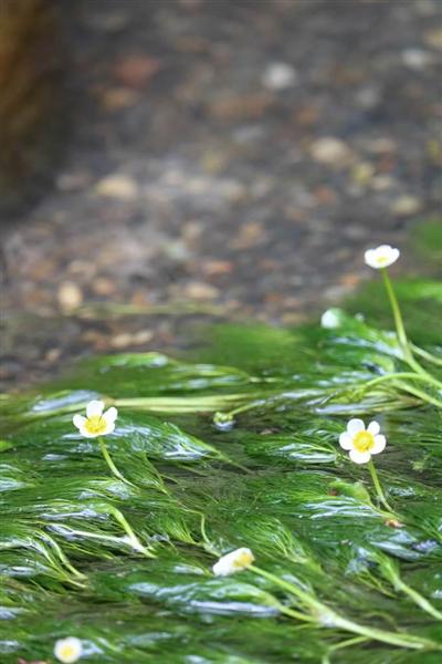 ９０年ぶり 水草バイカモが京都で開花 １０年の試行錯誤へて 府立植物園 1 2ページ 産経ニュース