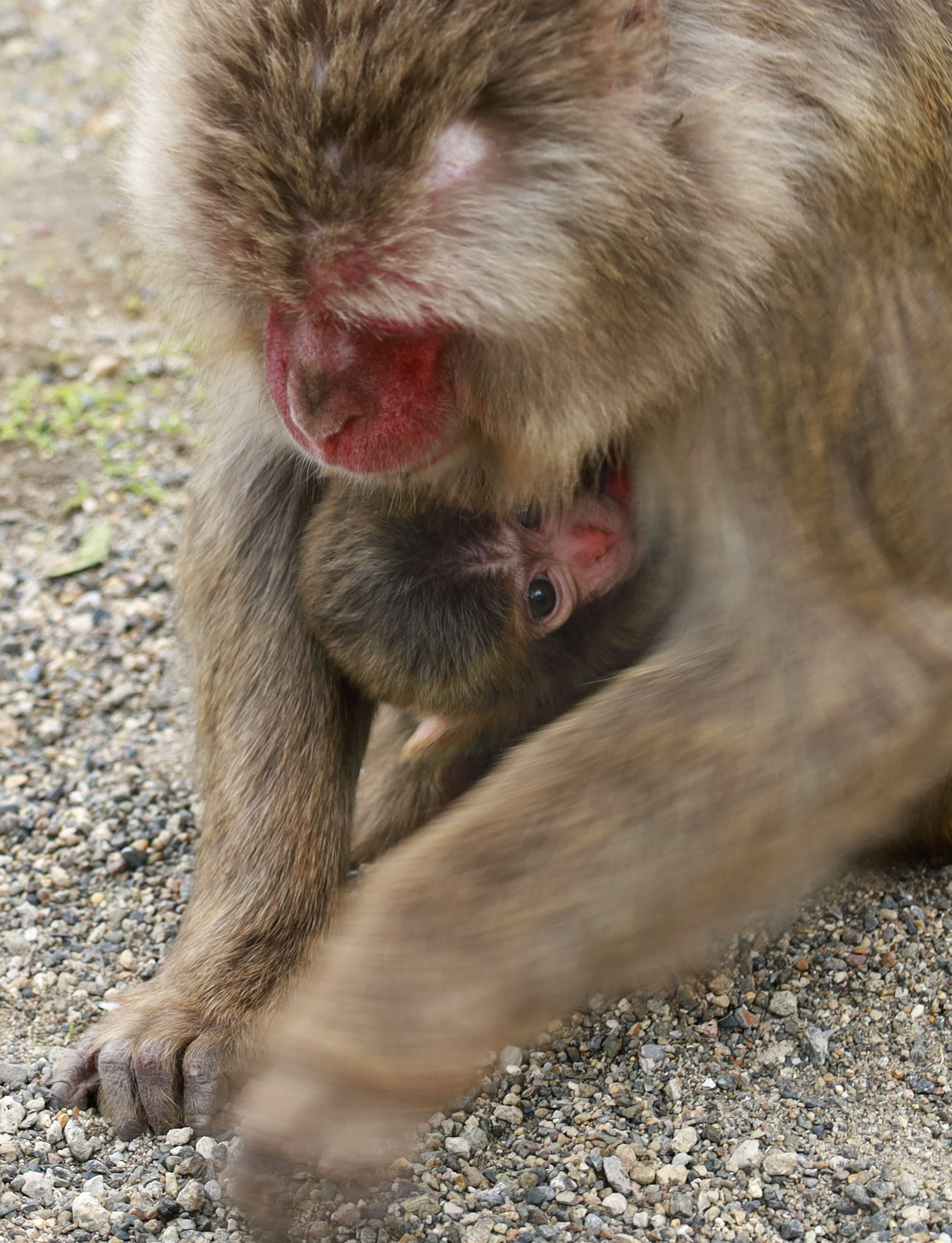 赤ちゃんザルの名は「ピース」 大分・高崎山 - 産経ニュース