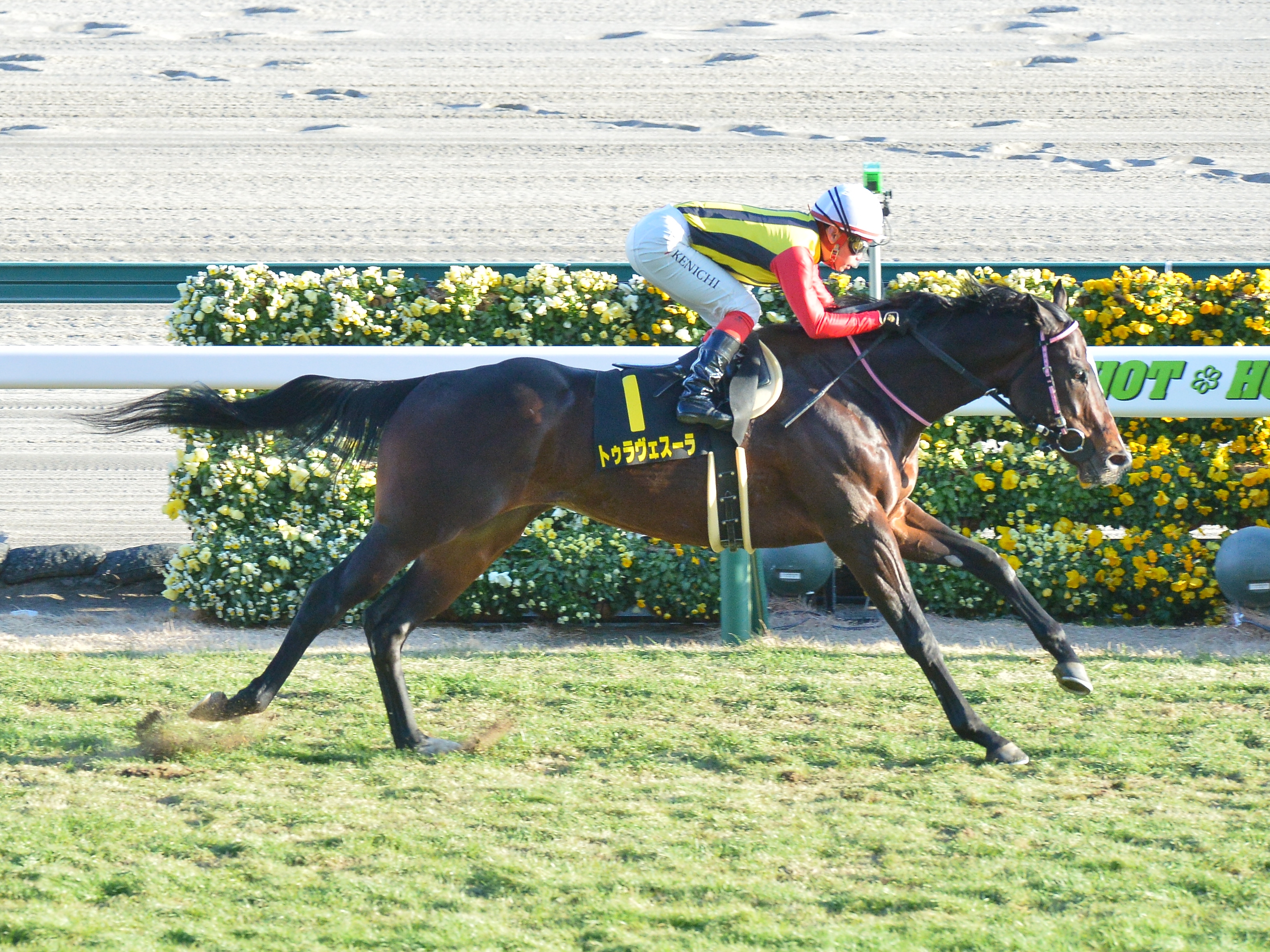 10歳馬トゥラヴェスーラが引退 社台ファームで乗馬に - サンスポZBAT!