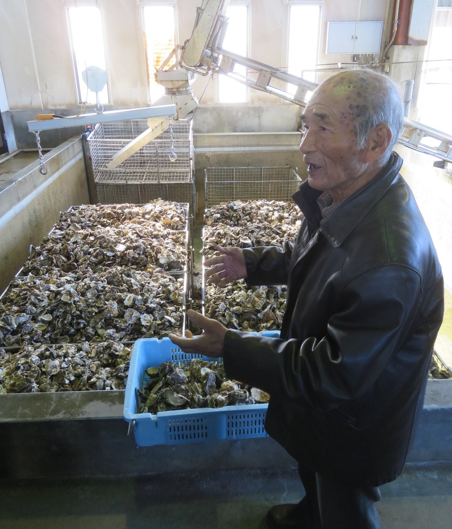 瀬戸内の養殖カキ大量死は「激甚災害級」 広島の被害は300億円、猛暑で