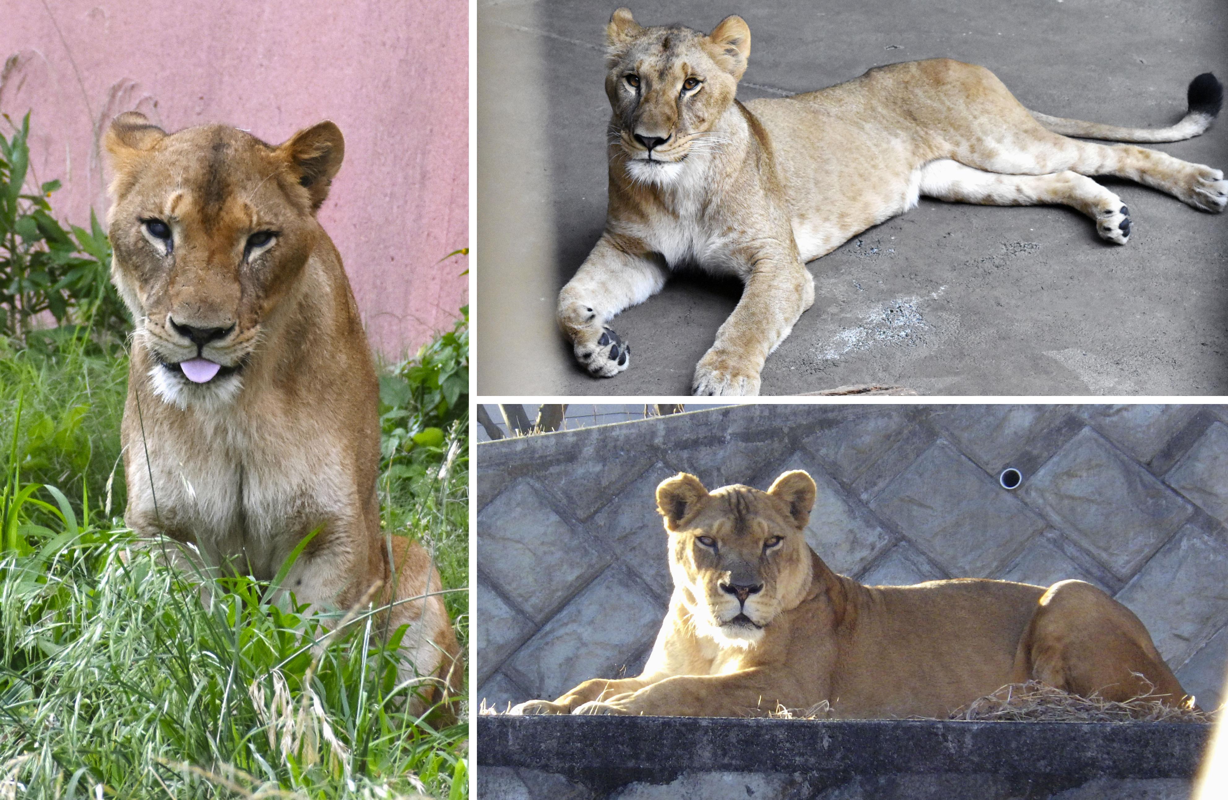 多摩動物園でライオン3頭死ぬ、暑さ影響か 7月から10頭治療 ライオン