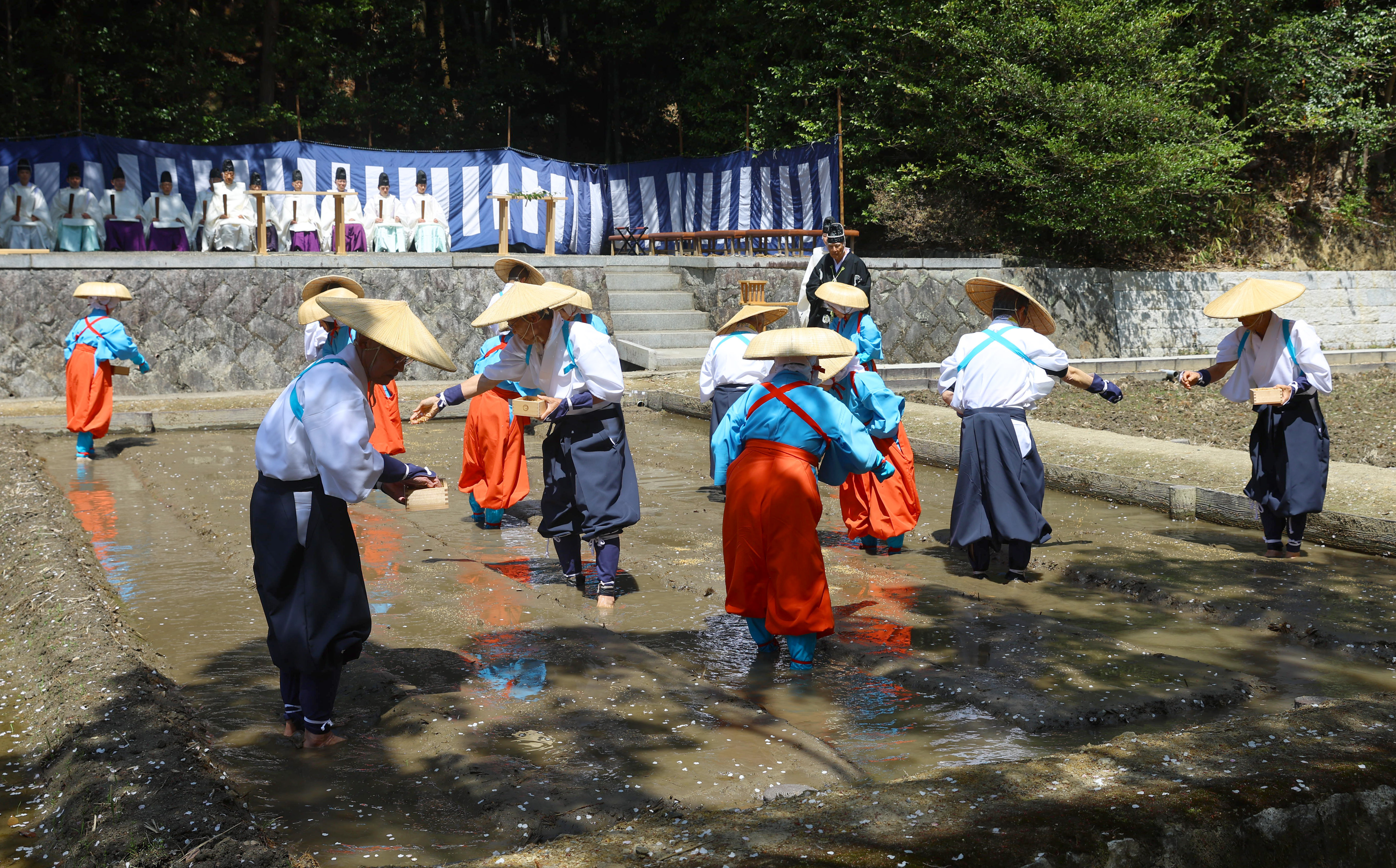 京都・伏見稲荷大社で「水口播種祭」 稲の順調な生育を祈る - 産経ニュース