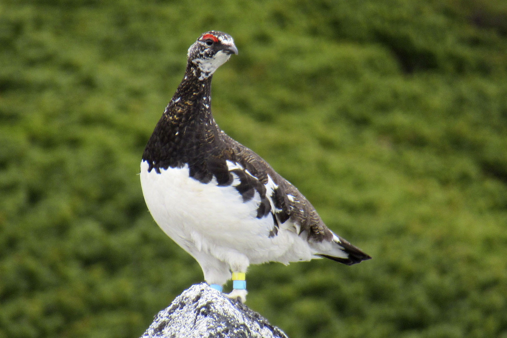 絶滅危惧種のニホンライチョウ190羽に増加 中央アルプス、2024年度から