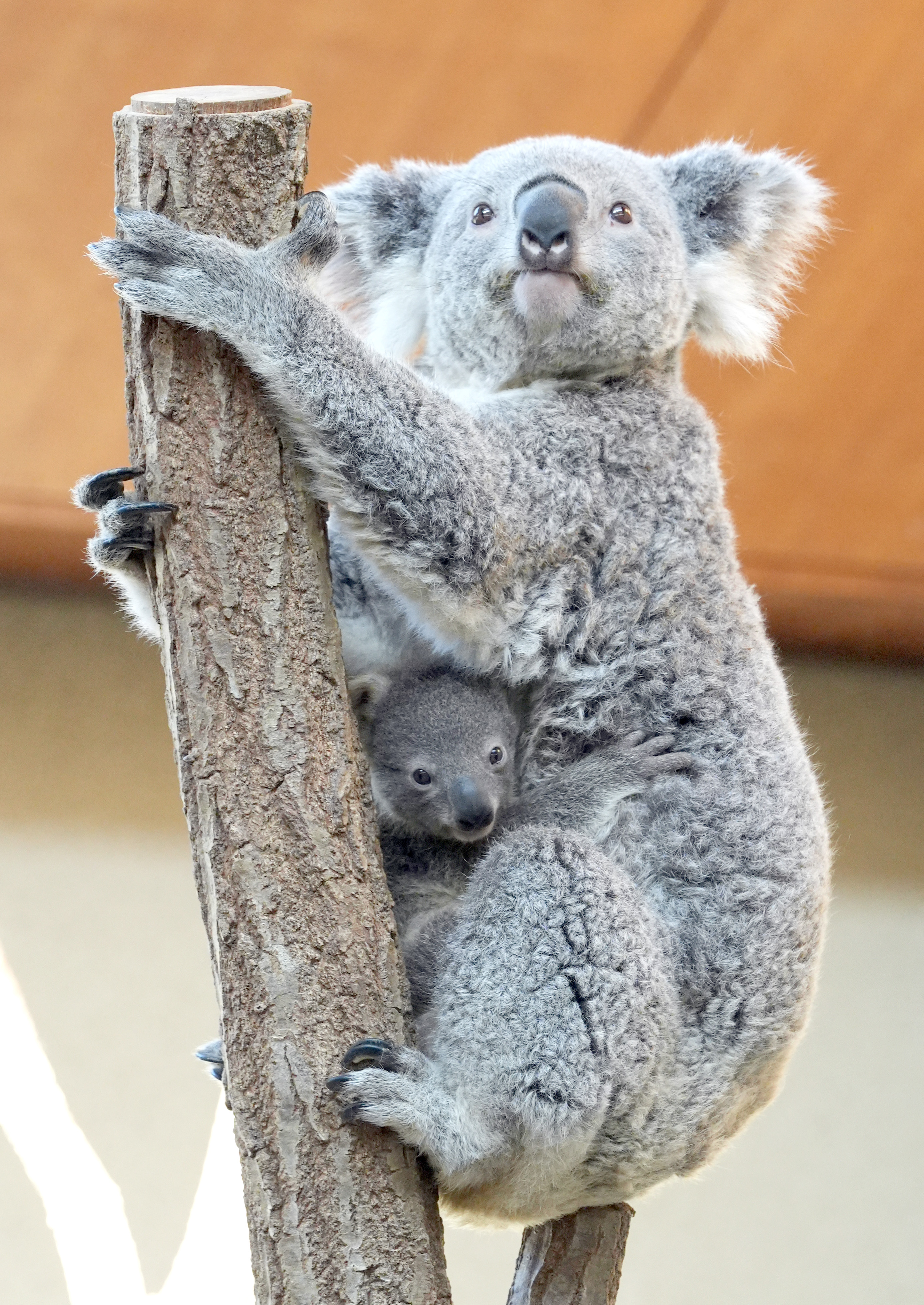 どうぶつ園のニューフェース ベイビー こっちを向いて コアラの赤ちゃん 産経ニュース