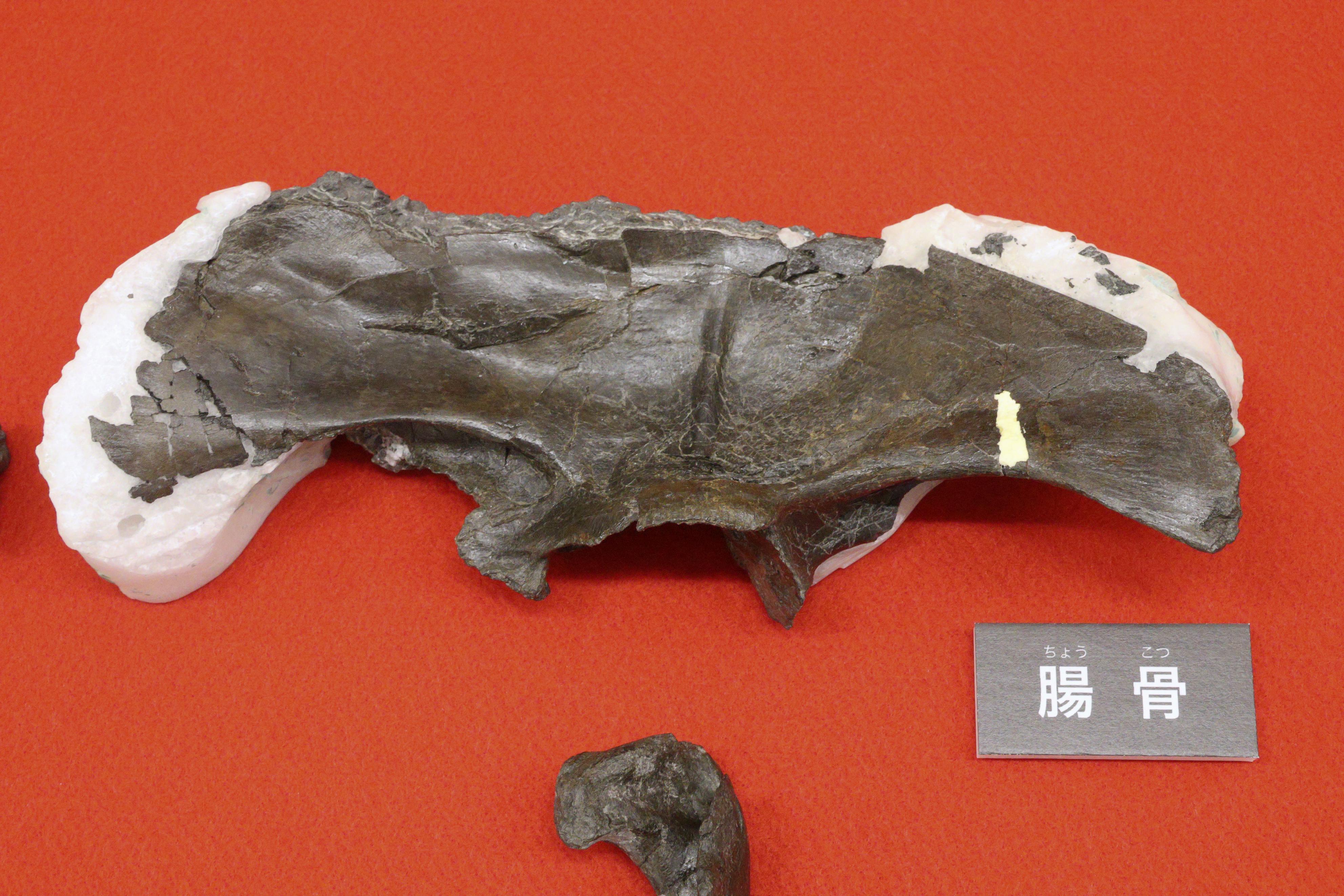 化石は新種恐竜「福井のティラノもどき」 恐竜博物館 - 産経ニュース