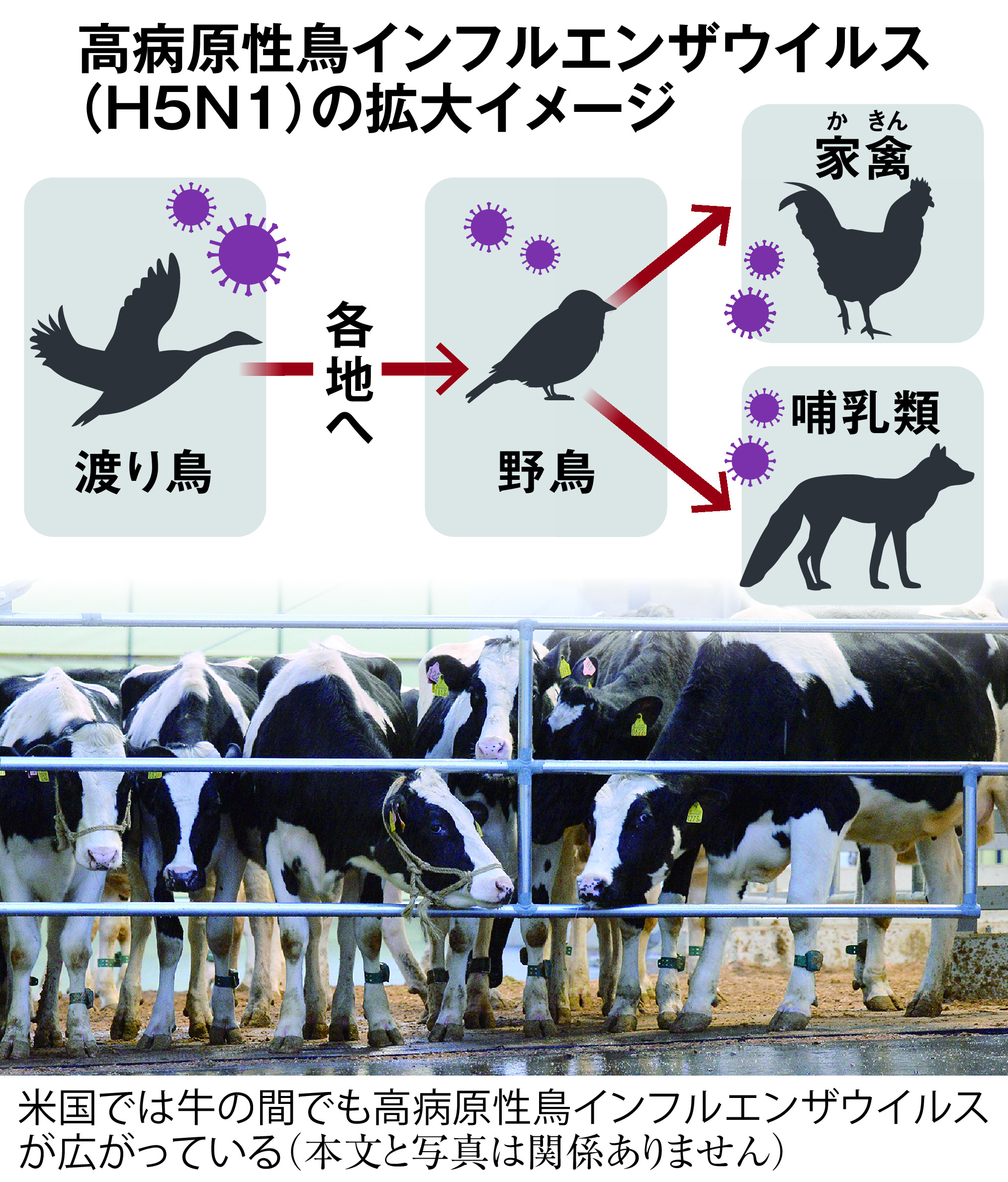 人のインフルエンザ はペットの鳥に感染しますか オファー