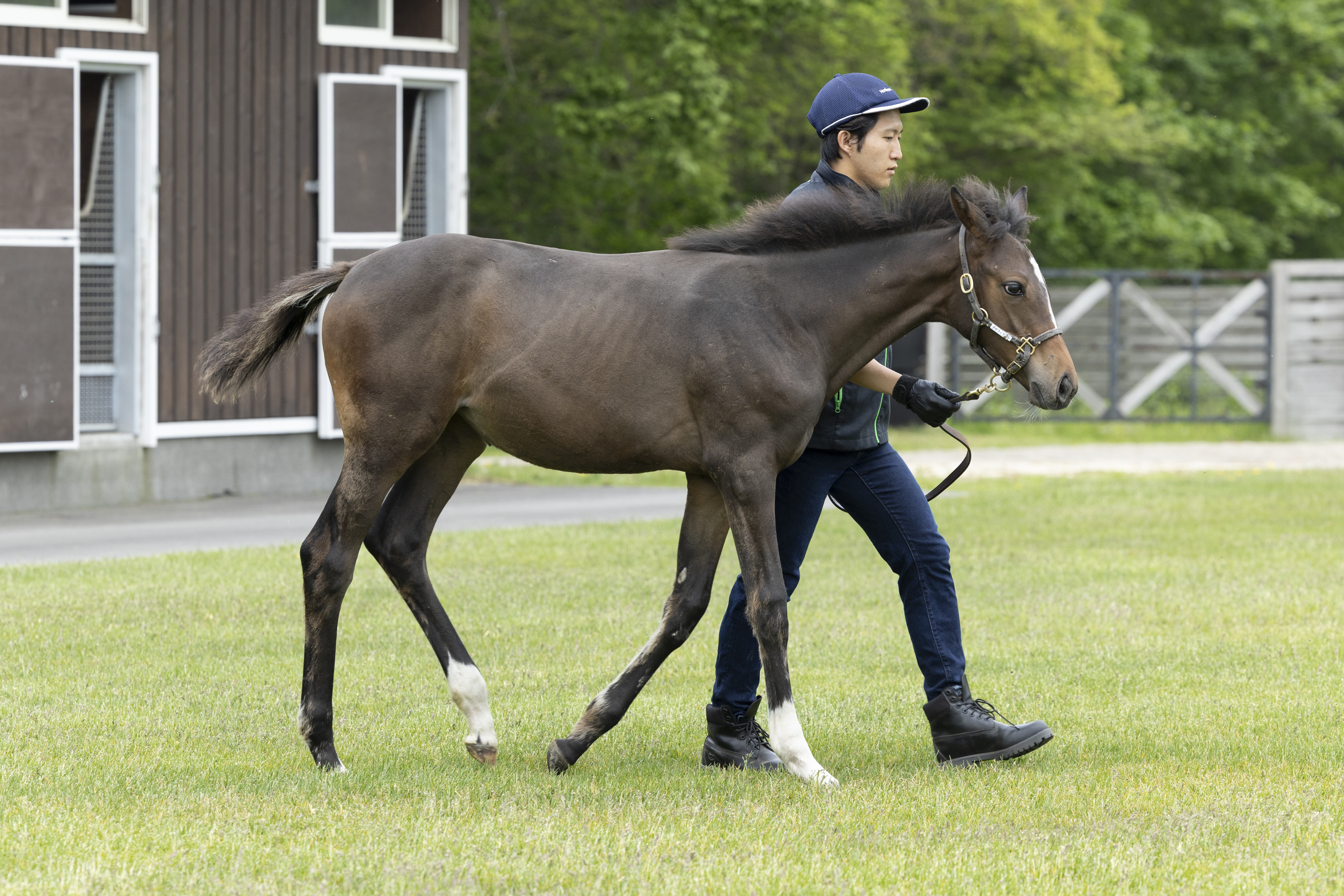 2024キズナ産駒　馬主の権利　合計13万円分　競馬　蹄　ゼッケン　ムチ 2024キズナ産駒 馬主の権利 合計13万円分 競馬 蹄 ゼッケン ムチ