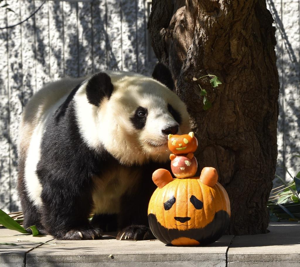 一足早くハロウィーン 動物にカボチャ贈る 王子動物園 産経ニュース