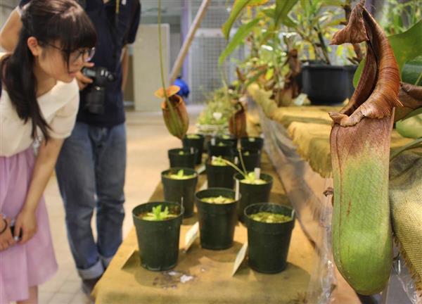 食虫植物１００種育成 京都府立植物園が特別展 産経ニュース