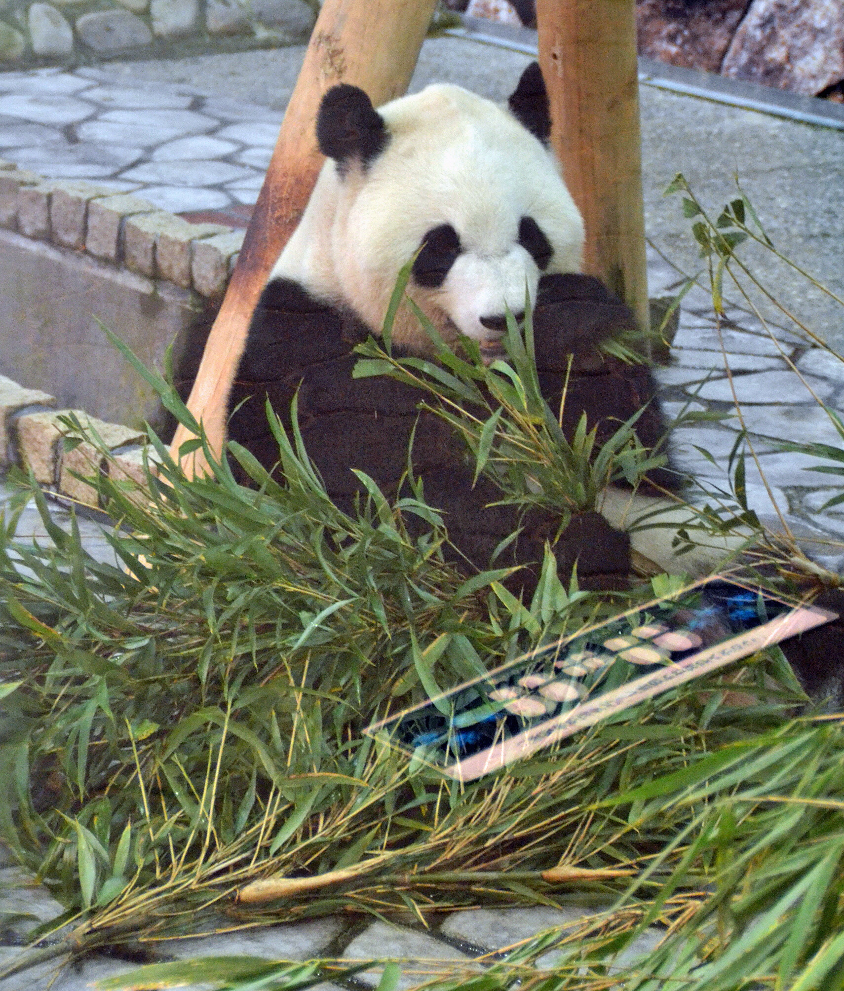 パンダ食べない竹幹、大阪に加工工場 - 産経ニュース