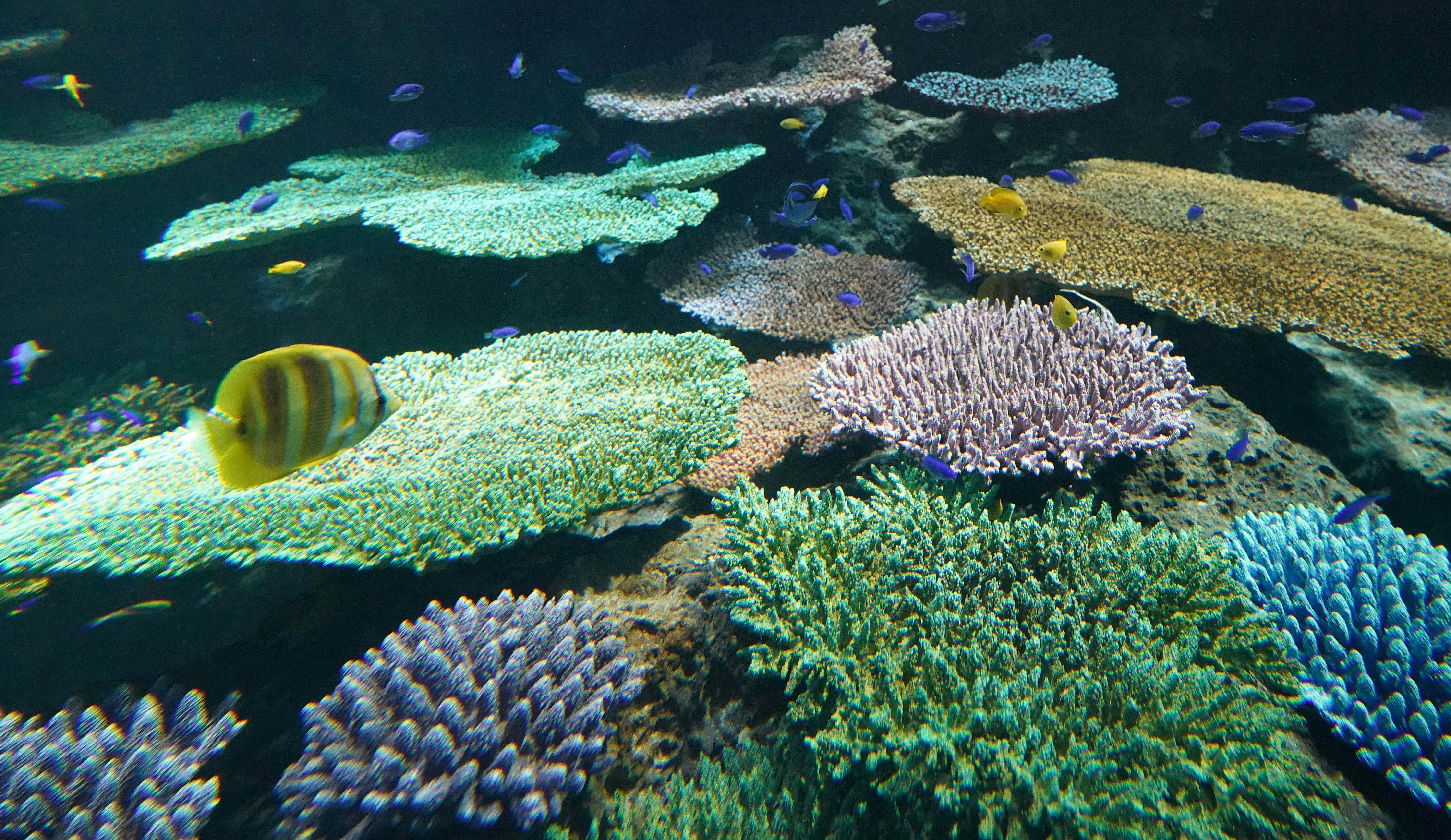 サンゴの一生をリアルに再現、大阪・海遊館「グレート・バリア・リーフ