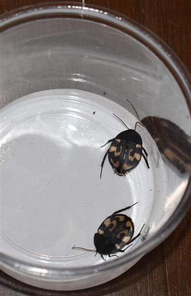 今週の注目記事 知られざる ゴキブリホイホイ 研究所 １００万匹飼育 快適なゴキブリ天国 とは 2 5ページ 産経ニュース